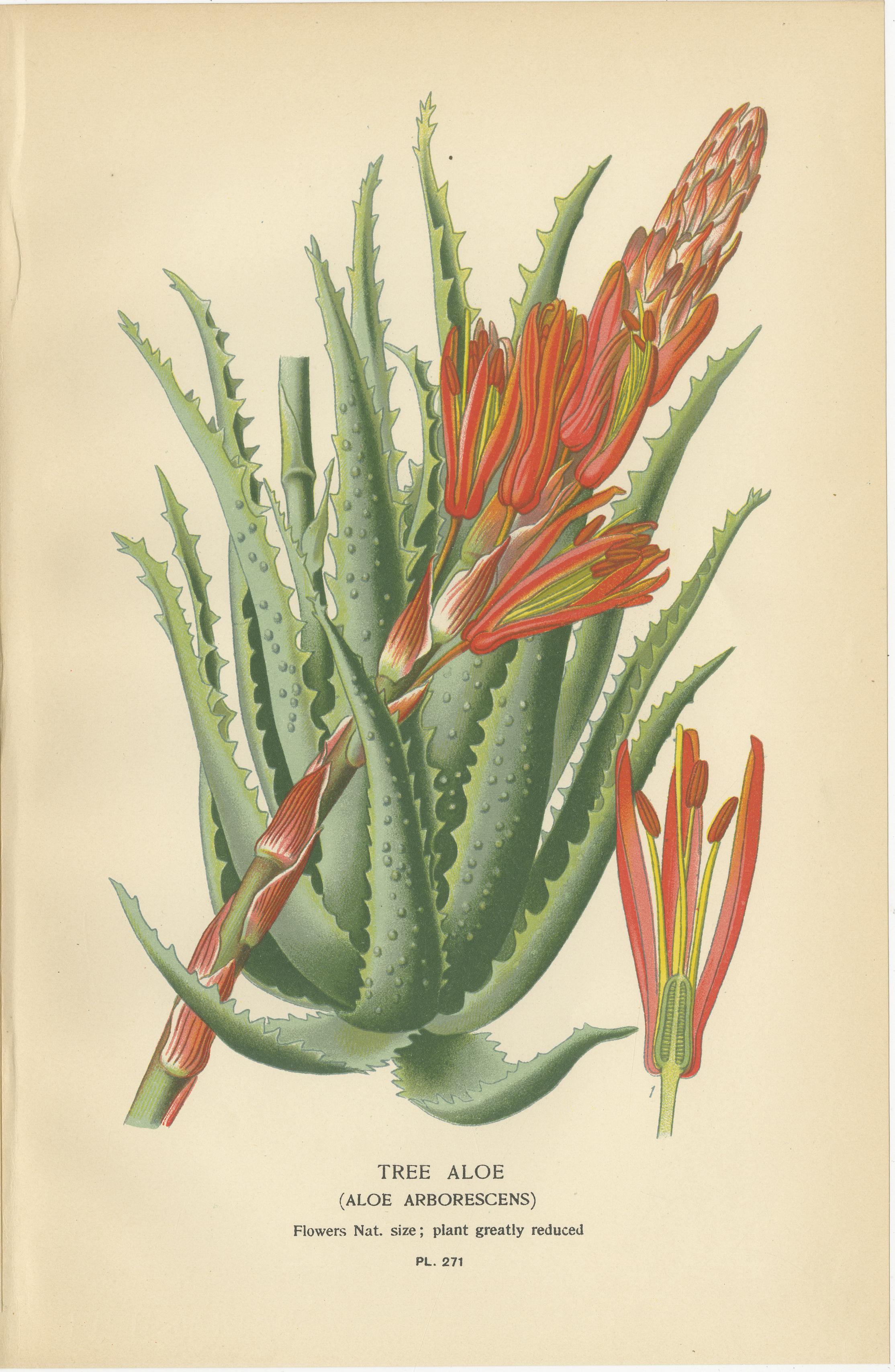 Anglais Lithographies botaniques anciennes - Gasteria, Aloe & Yucca - 1897 en vente
