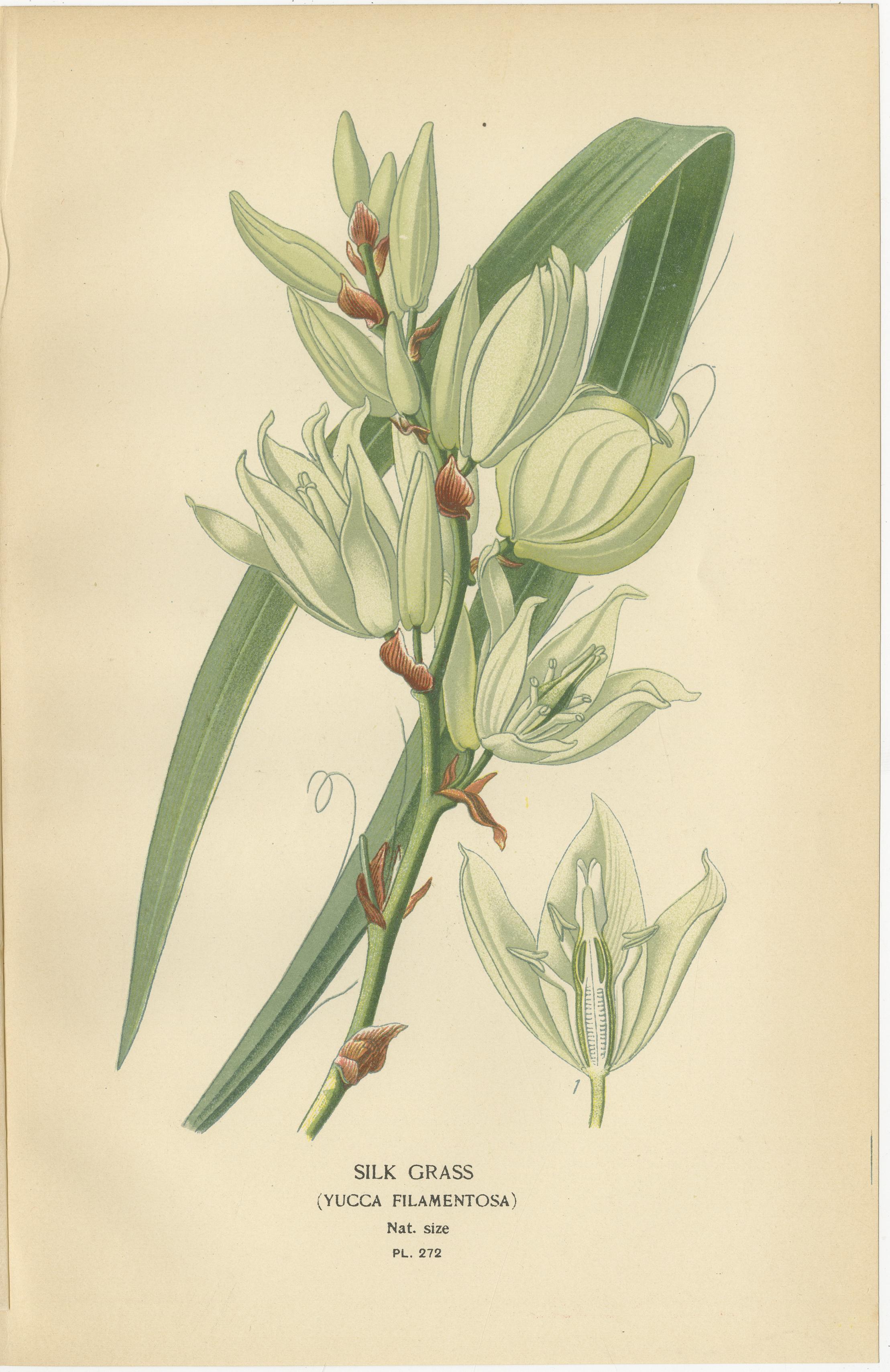 Lithographies botaniques anciennes - Gasteria, Aloe & Yucca - 1897 Bon état - En vente à Langweer, NL