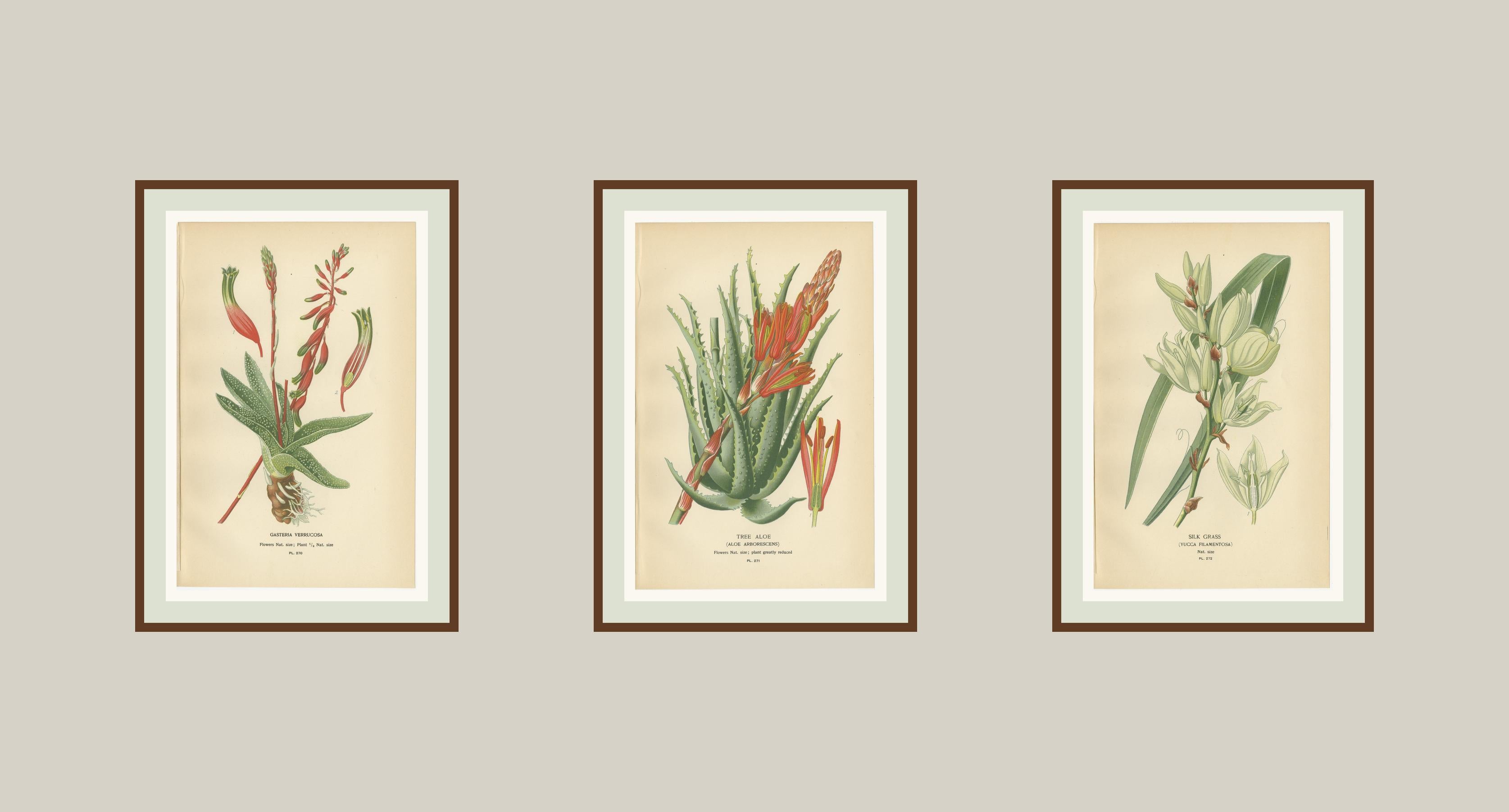 Lithographies botaniques anciennes - Gasteria, Aloe & Yucca - 1897 en vente 3