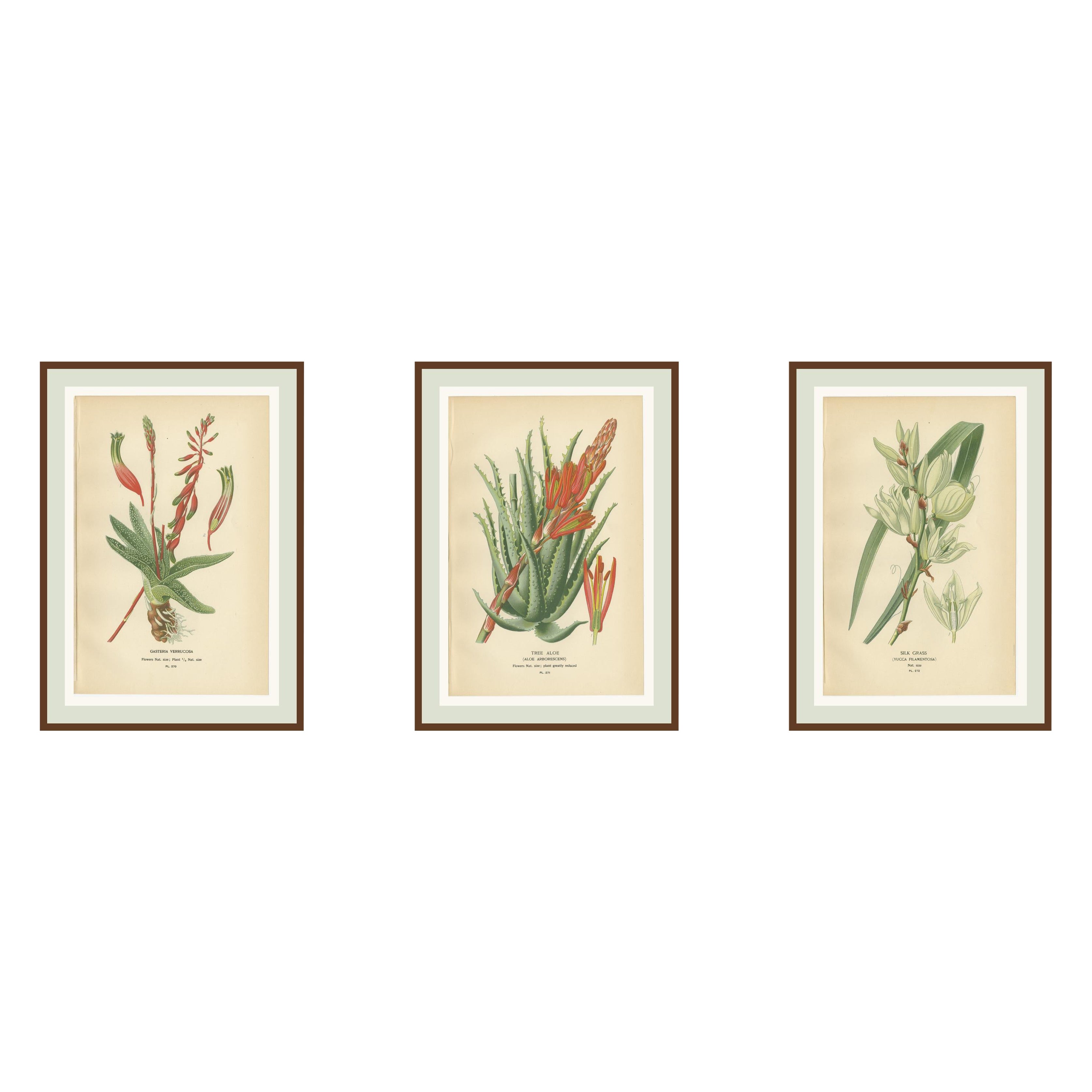 Litografie botaniche antiche - Gasteria, Aloe e Yucca - 1897