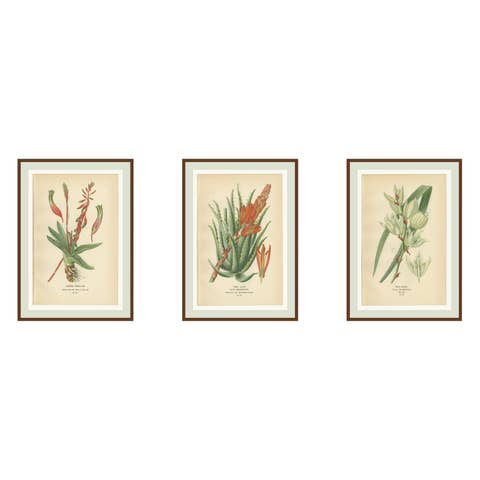 Antique Botanical Lithographs – Gasteria, Aloe & Yucca – 1897