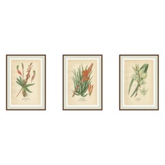Litografie botaniche antiche - Gasteria, Aloe e Yucca - 1897