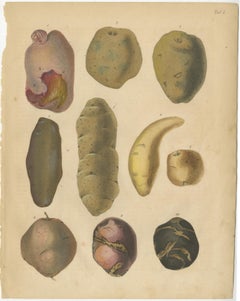 Antique Botanical Lithographs of Potatoes and Tubers, Calwer 1852