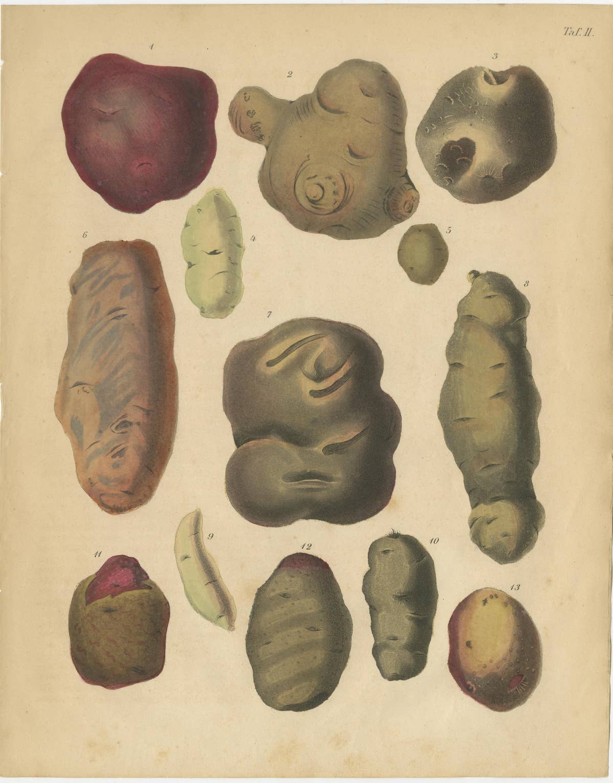 Antique Botanical Lithographs of Potatoes and Tubers, Calwer 1852