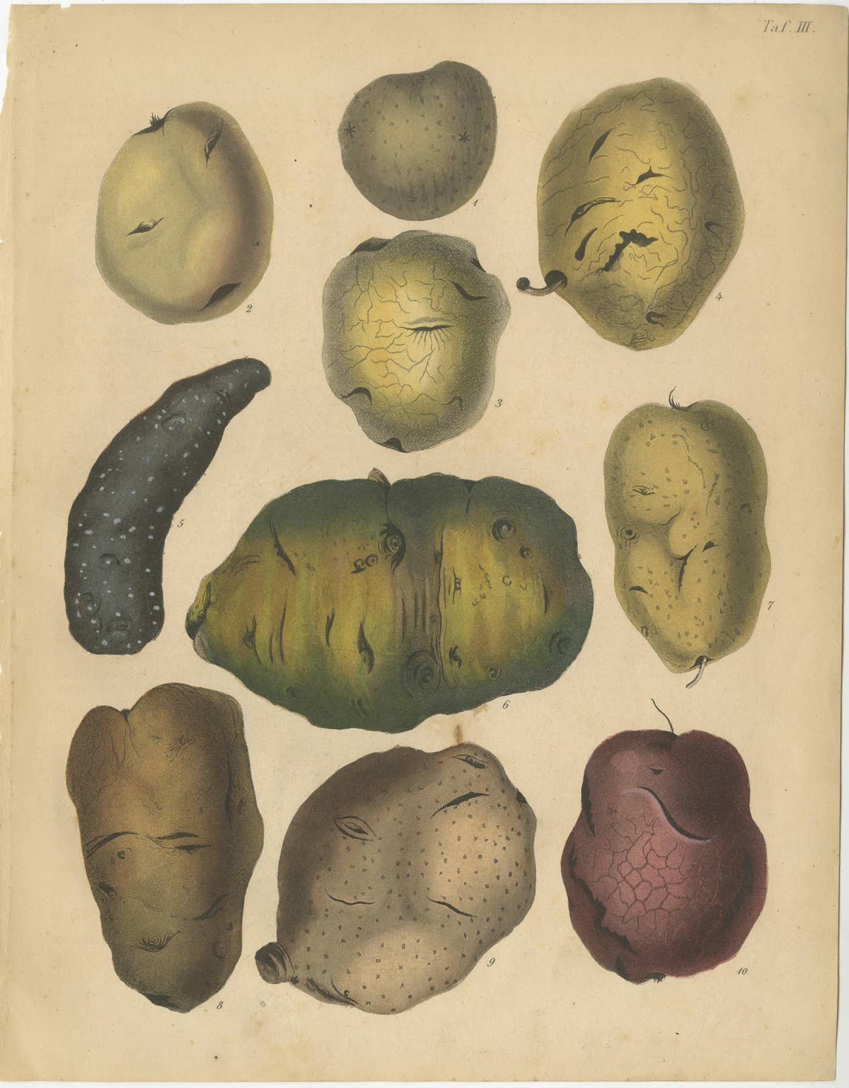 Antique Botanical Lithographs of Potatoes and Tubers, Calwer 1852