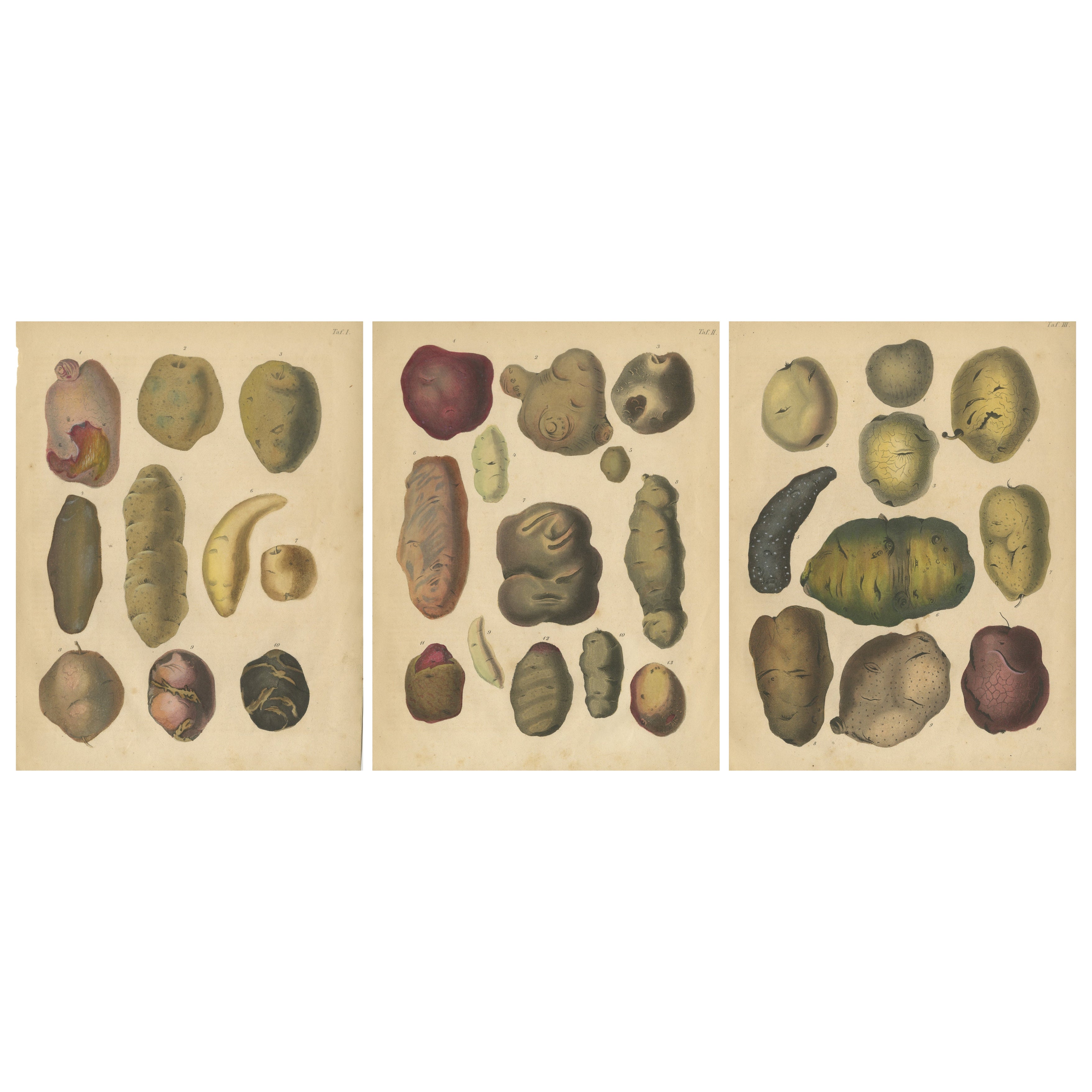 Antique Botanical Lithographs of Potatoes and Tubers, Calwer 1852 in vendita
