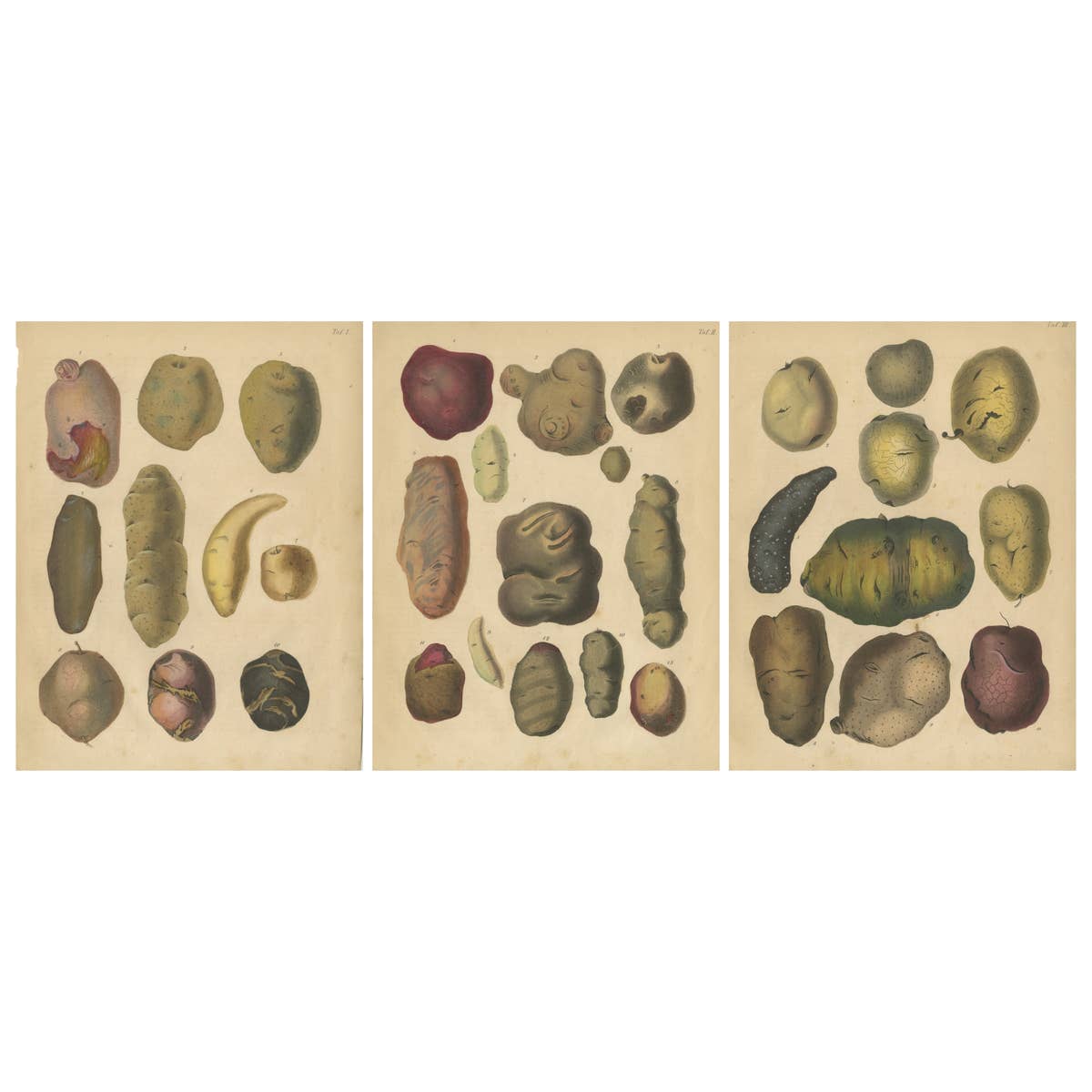 Antique Botanical Lithographs of Potatoes and Tubers, Calwer 1852