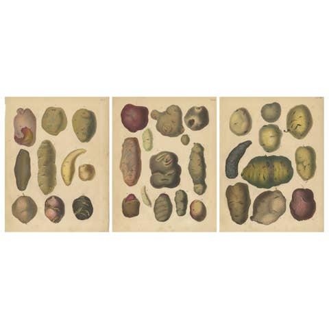 Antique Botanical Lithographs of Potatoes and Tubers, Calwer 1852