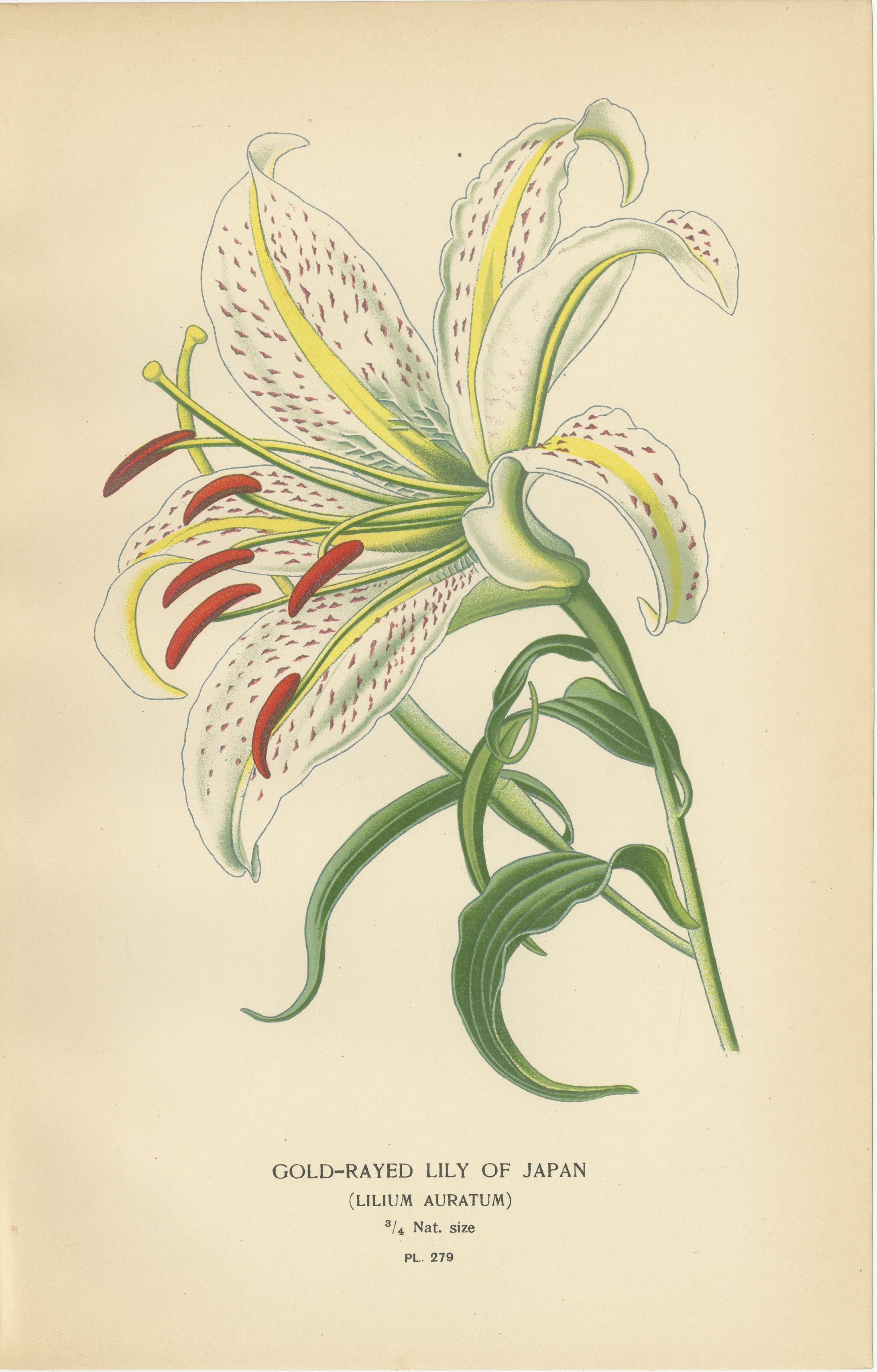 Antiche litografie botaniche di gigli - oro, zafferano e St. Joseph, 1897

Un'eccezionale serie di tre antiche litografie botaniche pubblicate nel 1897 in Favourite Flowers of Garden and Greenhouse di Edward Step. Questi piatti finemente dettagliati