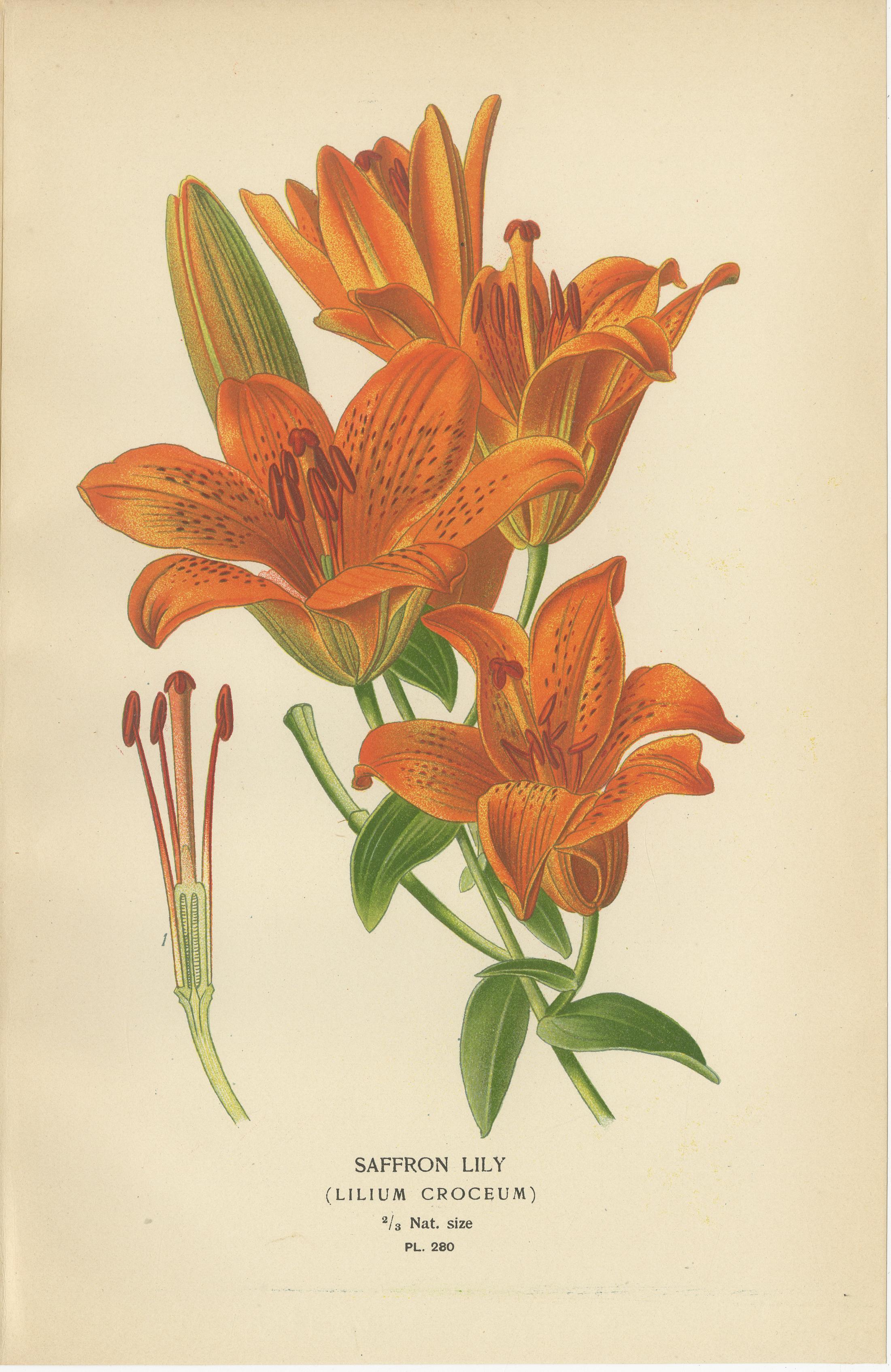Inglese Antica litote botanica di gigli - oro a raggiera, zafferano e Joseph, 1897 in vendita