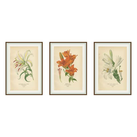 Antique Botanical Lithos of Lilies – Gold-Rayed, Saffron & St. Joseph’s, 1897