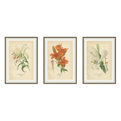 Antica litote botanica di gigli - oro a raggiera, zafferano e Joseph, 1897