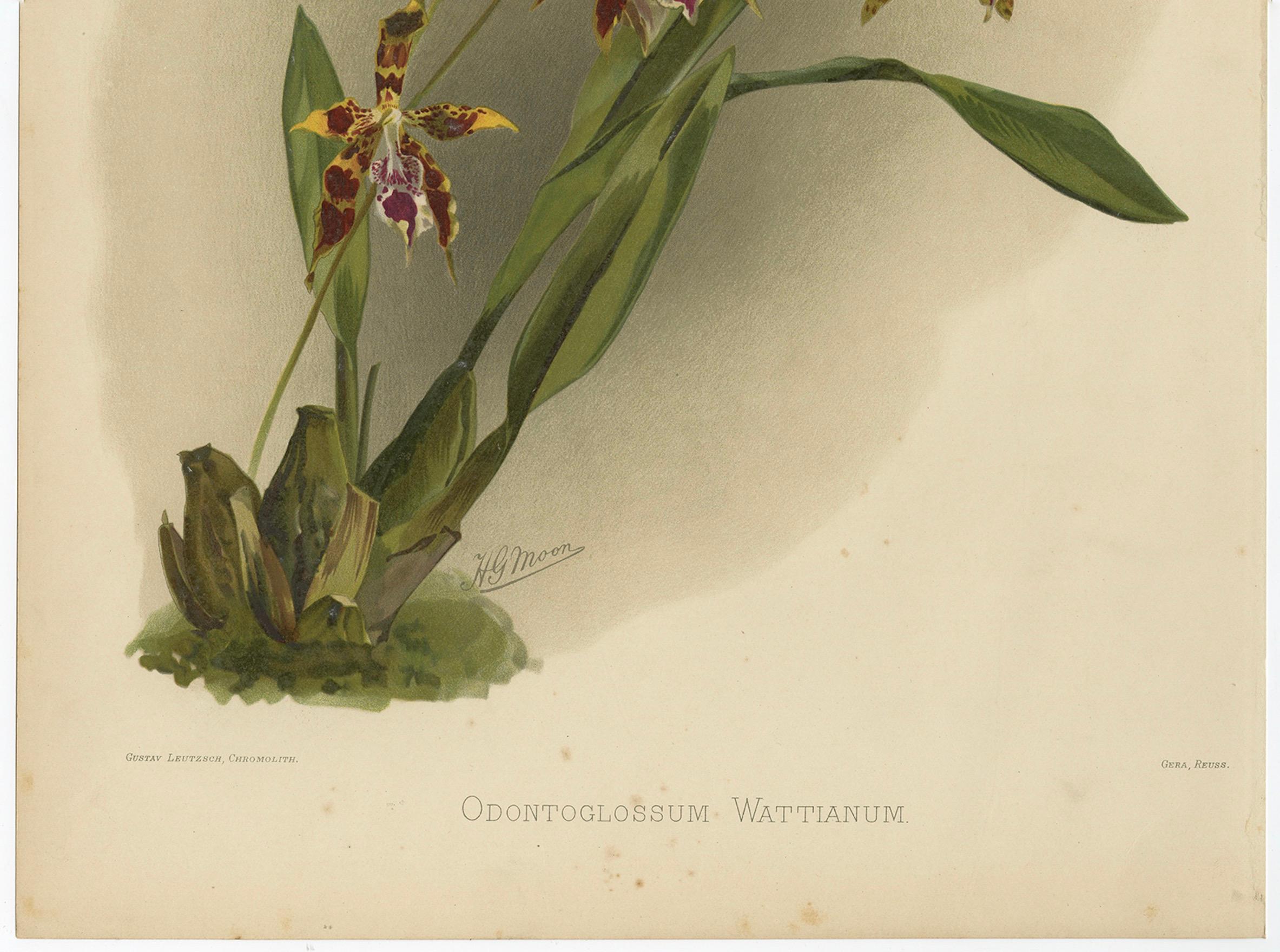 Stampa botanica antica - Orchidea esotica Odontoglossum Wattianum, 1888 ca.

Descrizione:
Stampa botanica riccamente colorata e finemente dettagliata dell'orchidea 
