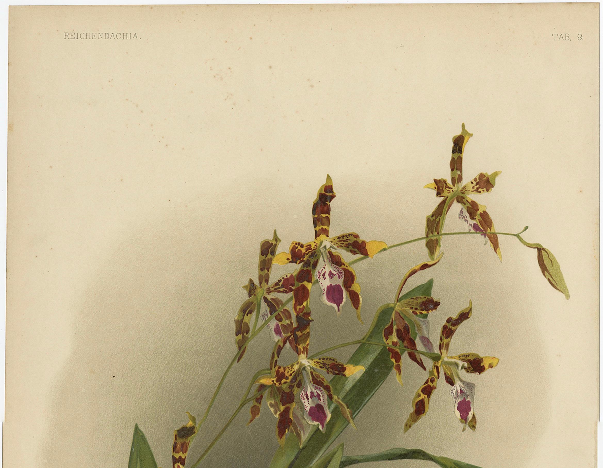 Tedesco Stampa botanica antica - Orchidea esotica Odontoglossum Wattianum, 1888 ca. in vendita