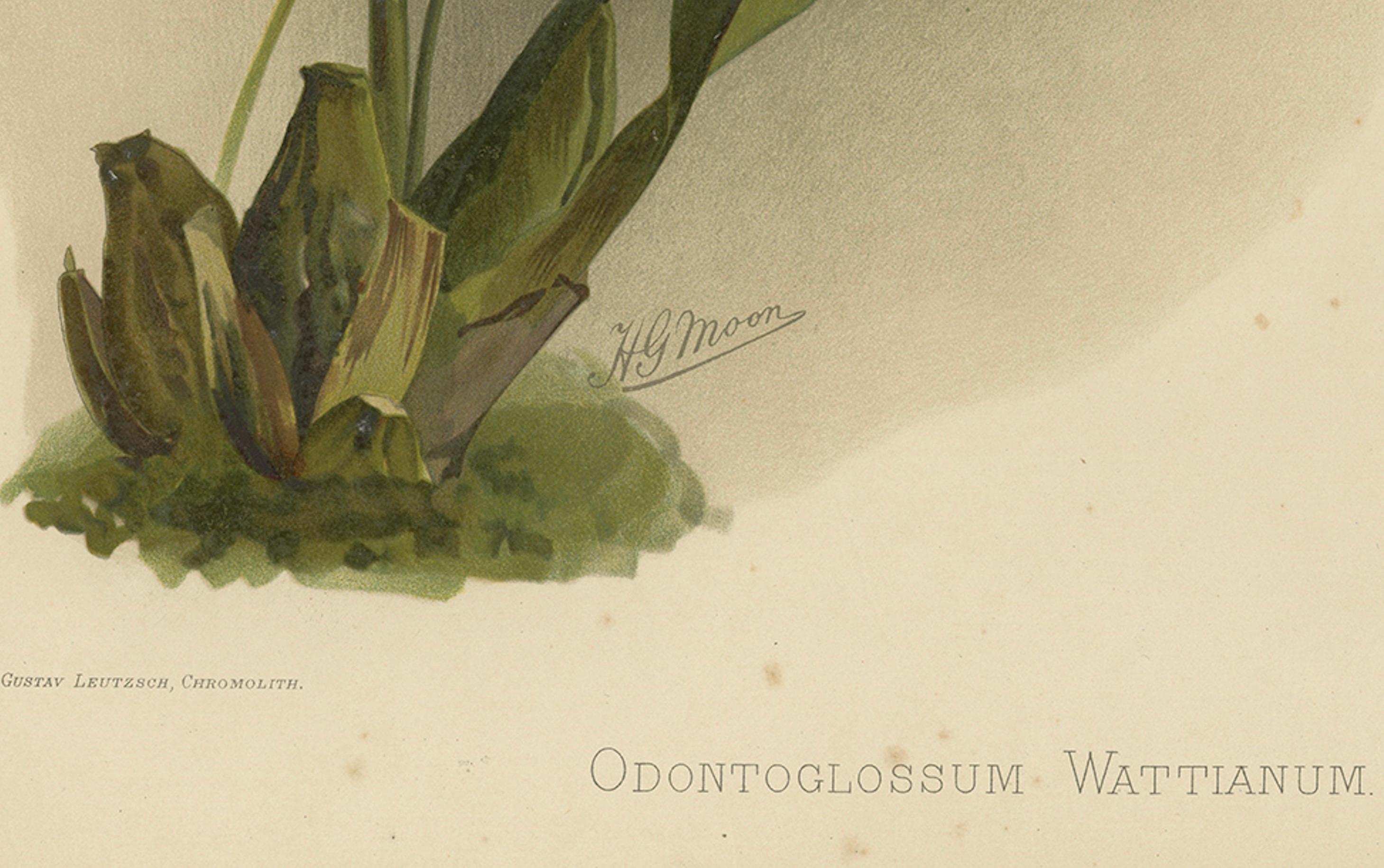 Stampa botanica antica - Orchidea esotica Odontoglossum Wattianum, 1888 ca. In condizioni buone in vendita a Langweer, NL