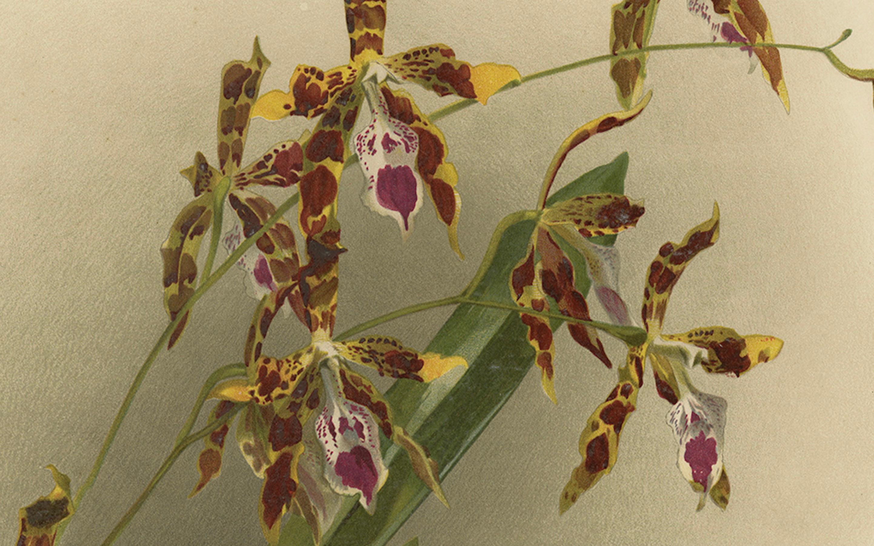 Fine XIX secolo Stampa botanica antica - Orchidea esotica Odontoglossum Wattianum, 1888 ca. in vendita