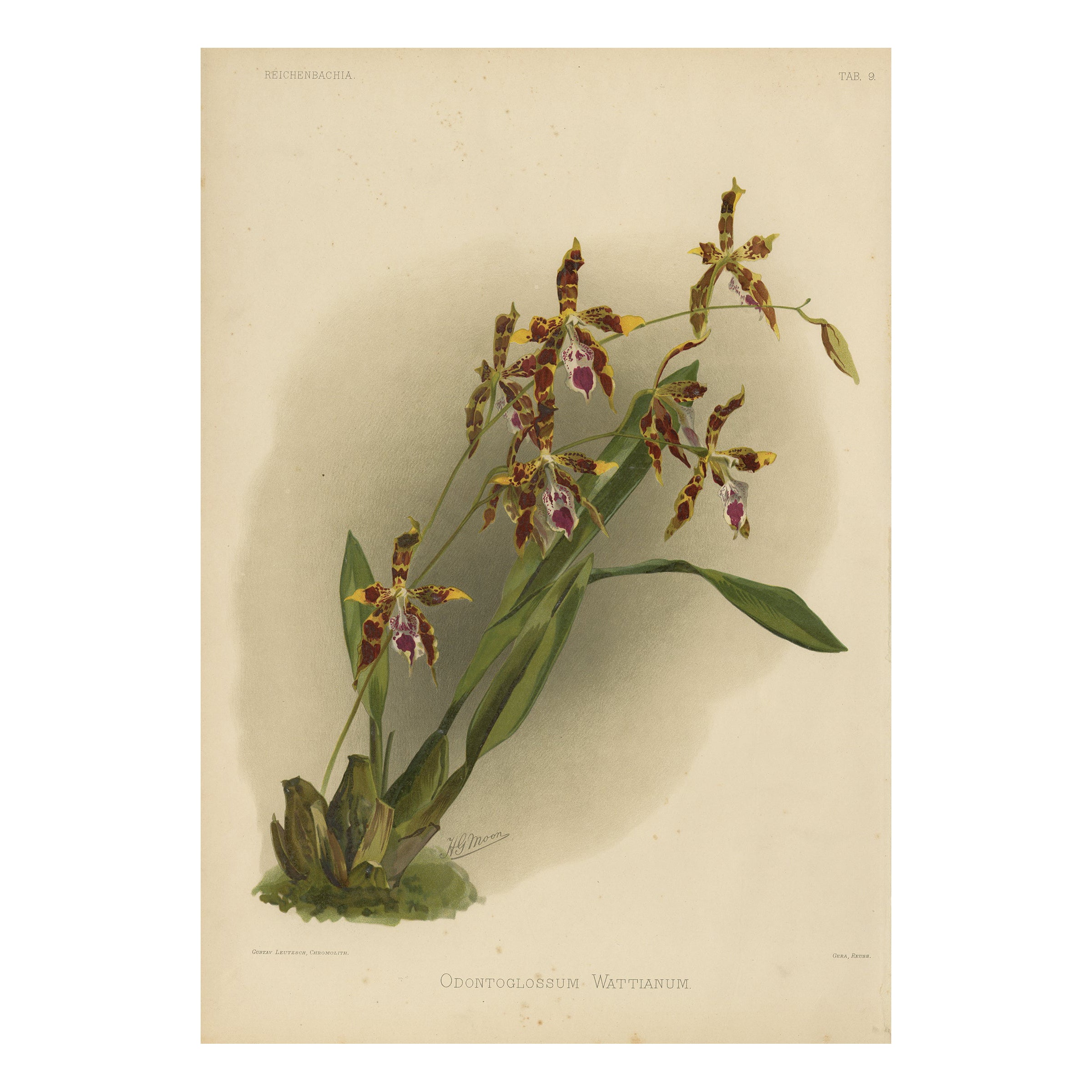 Grabado Botánico Antiguo - Orquídea Exótica Odontoglossum Wattianum, c.1888