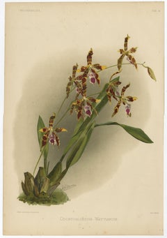 Stampa botanica antica - Orchidea esotica Odontoglossum Wattianum, 1888 ca.