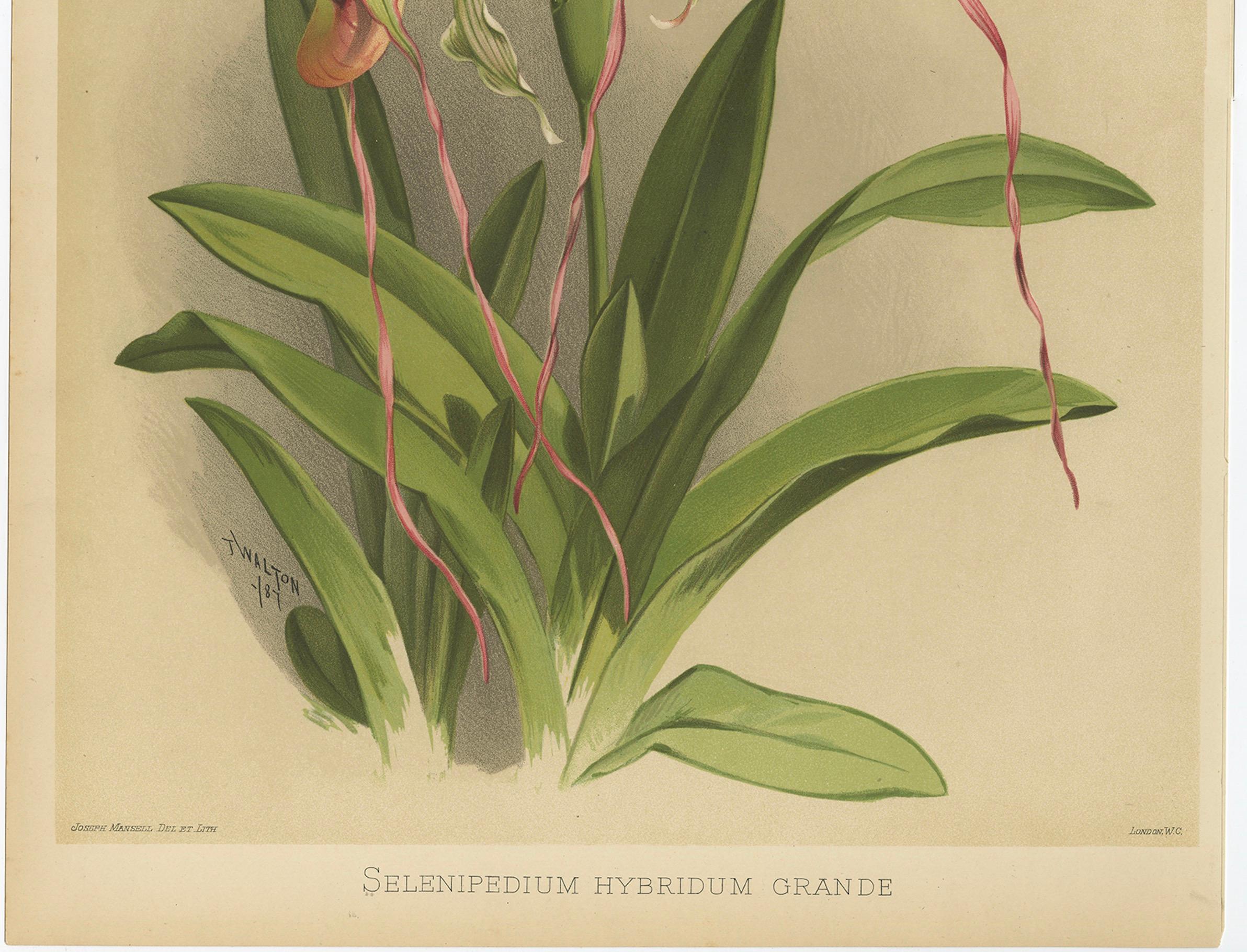 Antique Botanical Print – Exotic Orchid Selenipedium Hybridum Grande, c.1888

Description:
A captivating and rare botanical illustration of Selenipedium hybridum grande, one of the most dramatic slipper orchids featured in the iconic Reichenbachia: