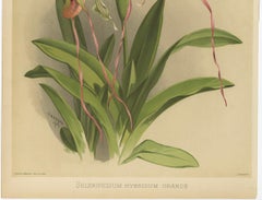 Antique Botanical Print – Exotic Orchid Selenipedium Hybridum Grande, c.1888