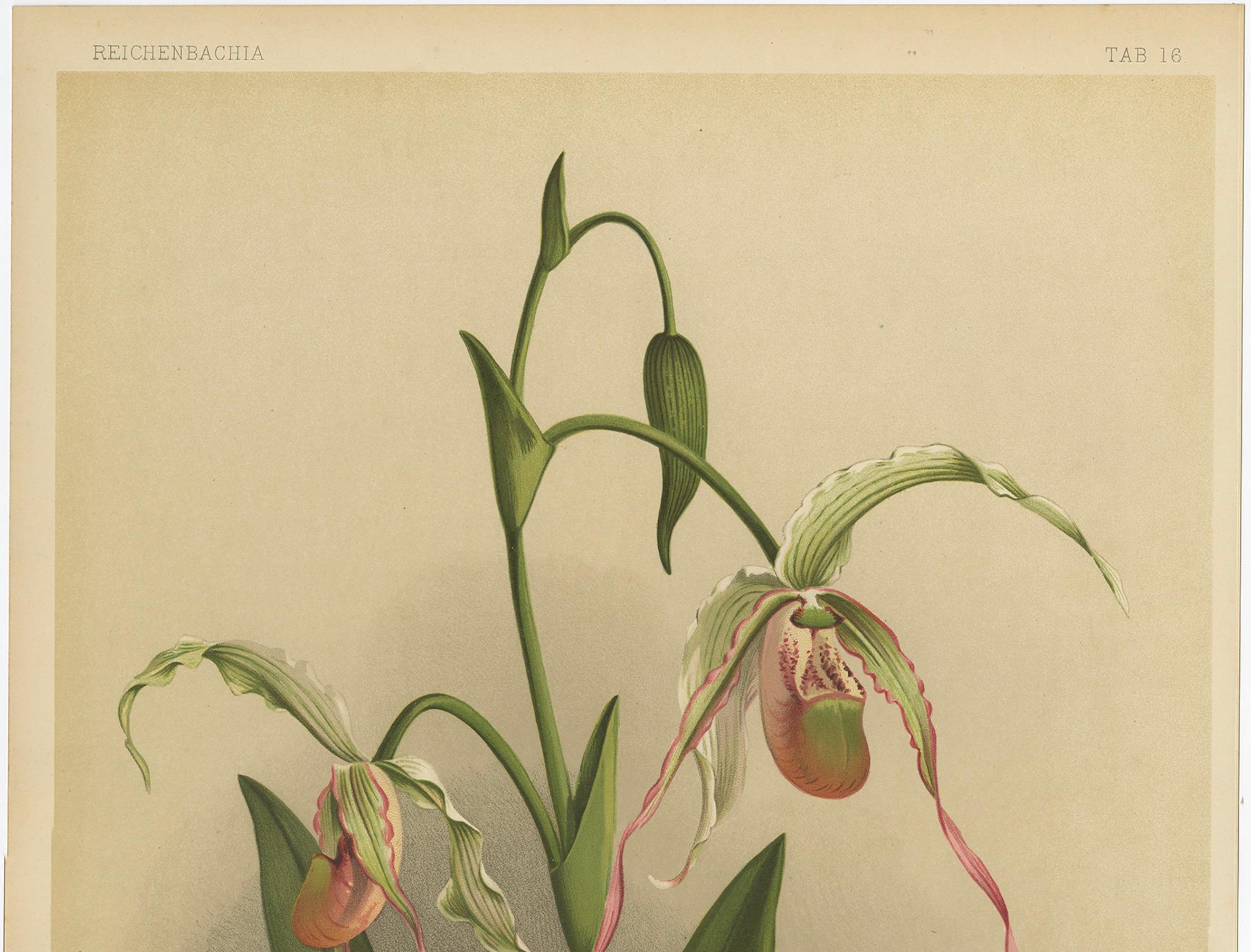 German Antique Botanical Print – Exotic Orchid Selenipedium Hybridum Grande, c.1888 For Sale