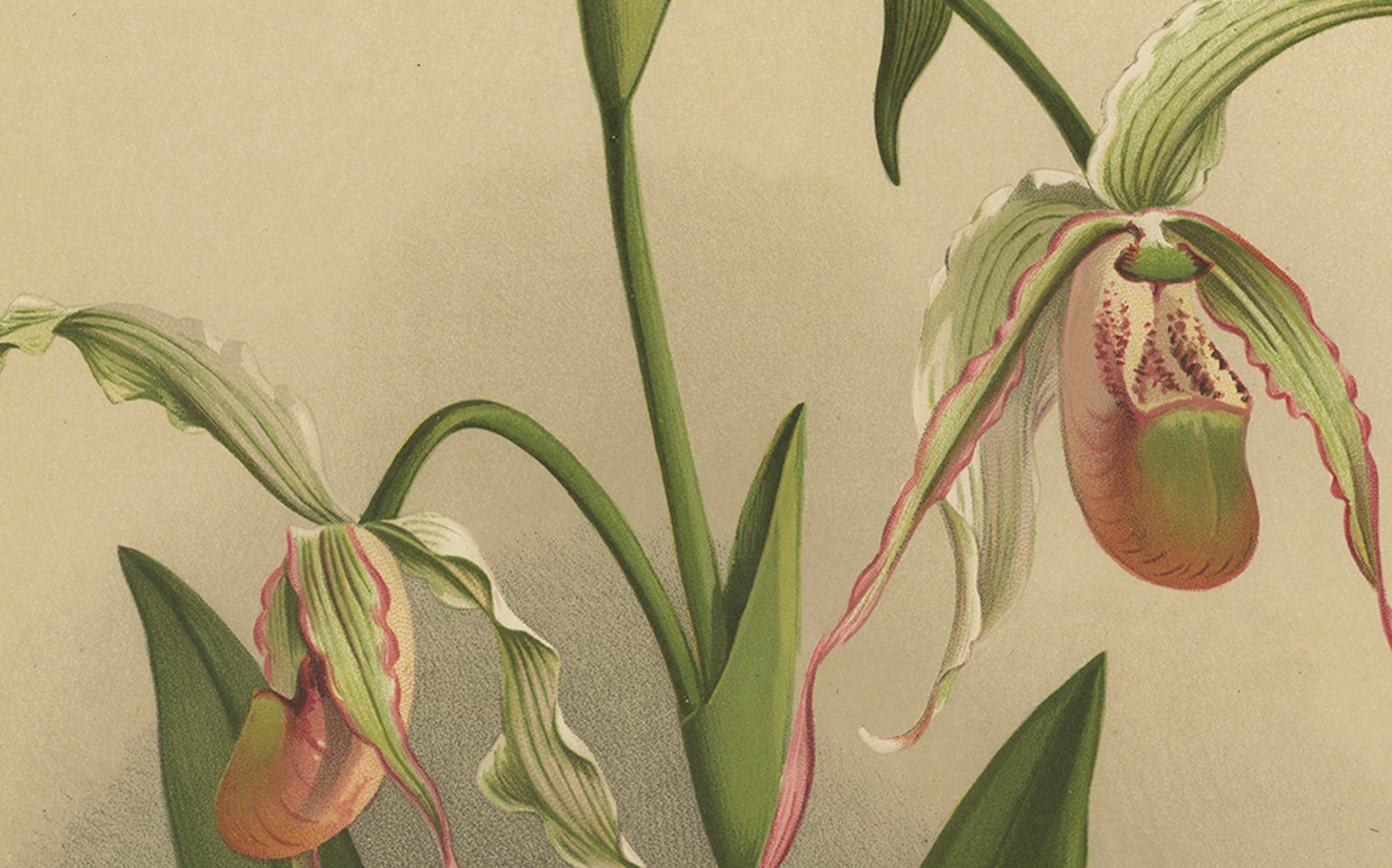 Antique Botanical Print – Exotic Orchid Selenipedium Hybridum Grande, c.1888 In Good Condition For Sale In Langweer, NL