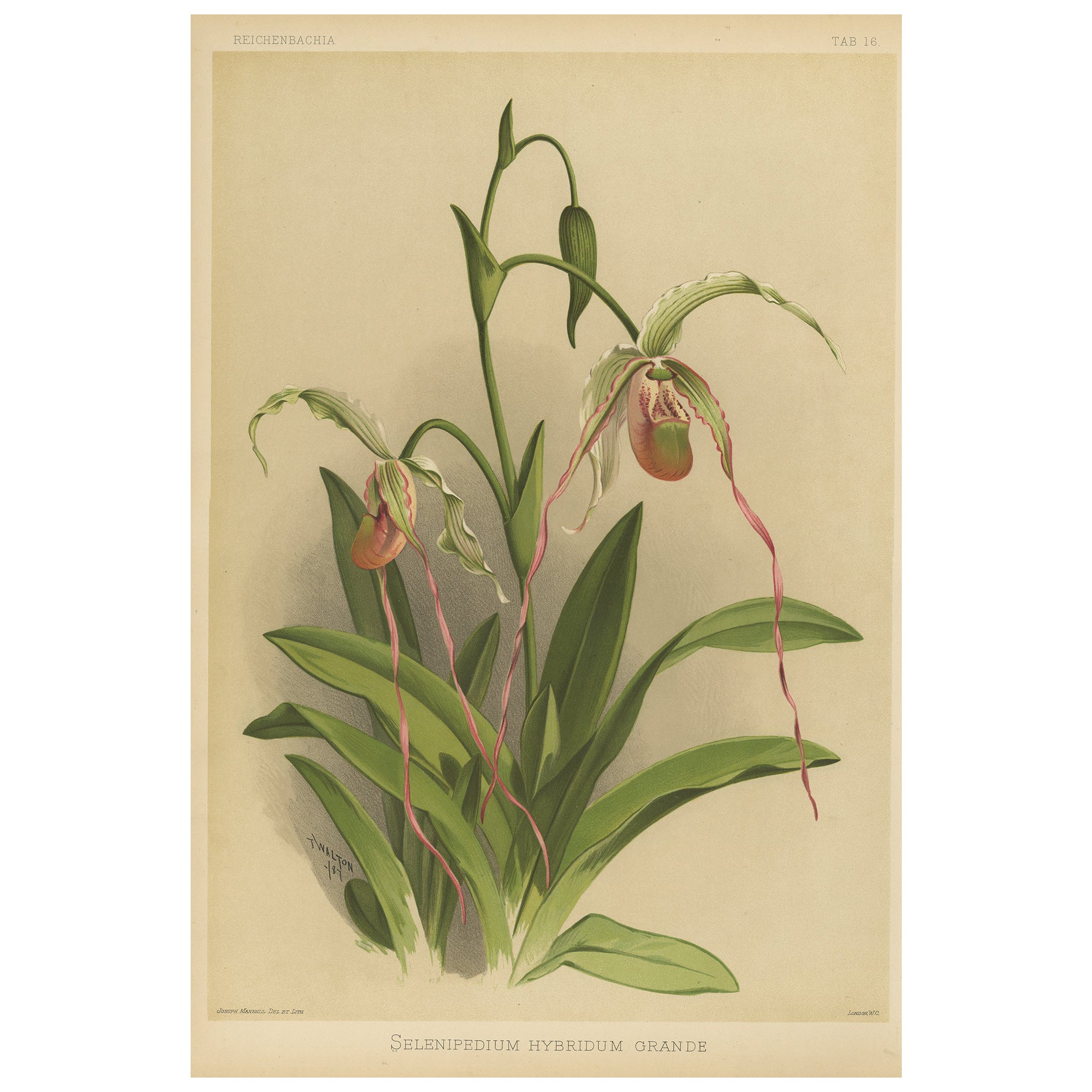 Stampa botanica antica - Orchidea esotica Selenipedium Hybridum Grande, 1888 ca.