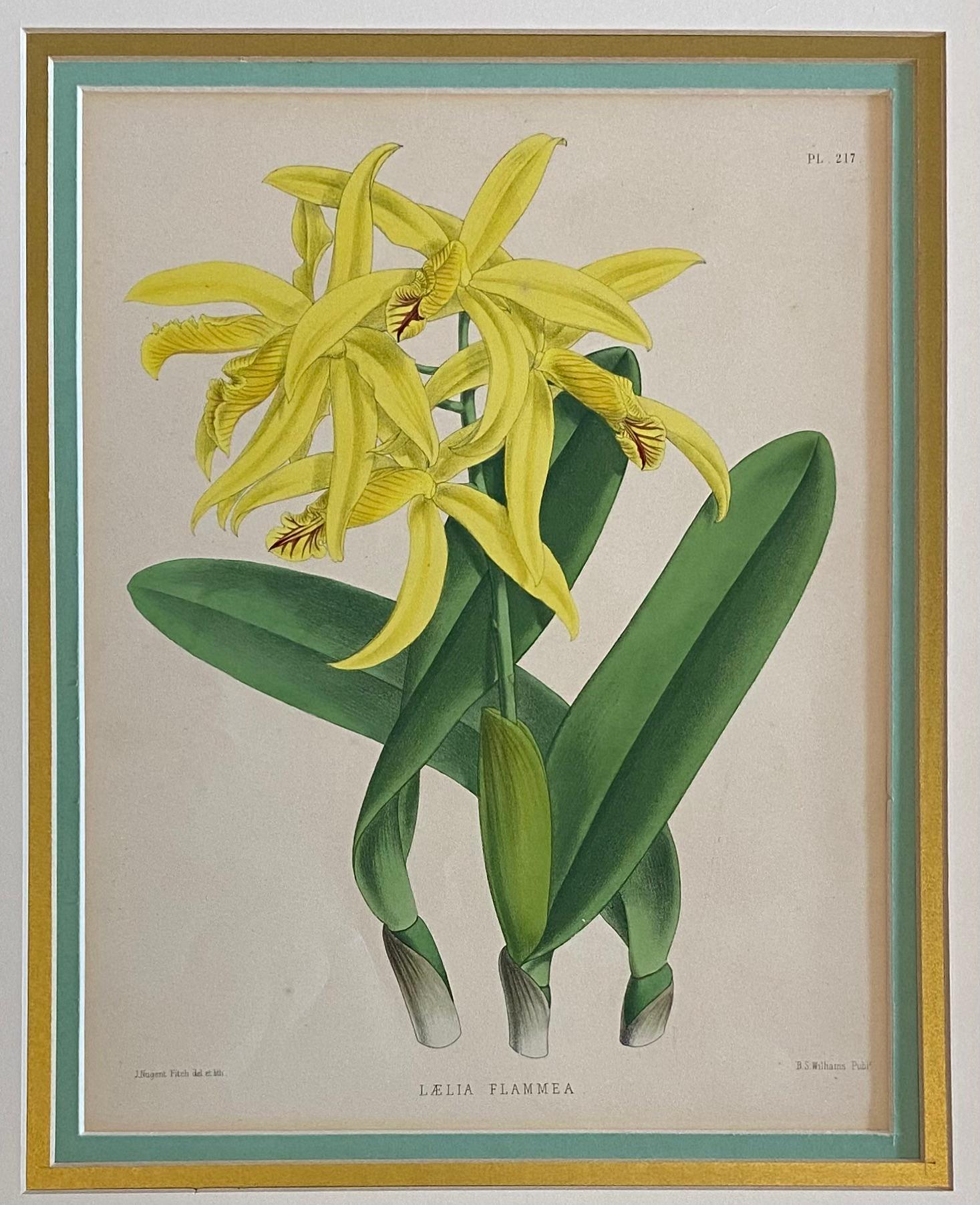 A beautiful antique engraving print of a botanical plant, Lalia Flammea. Presumably from the English book 