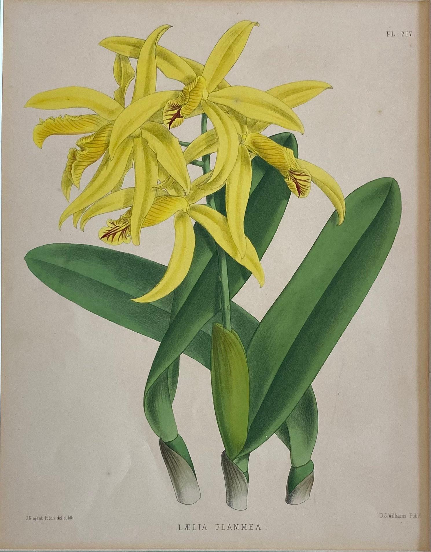 English Antique Botanical Print in Gilt Wood Frame, Lalia Flammea Yellow Flower