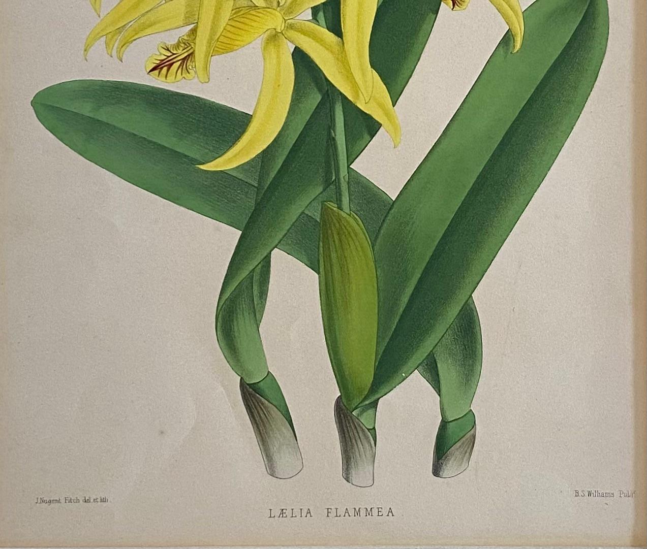 19th Century Antique Botanical Print in Gilt Wood Frame, Lalia Flammea Yellow Flower