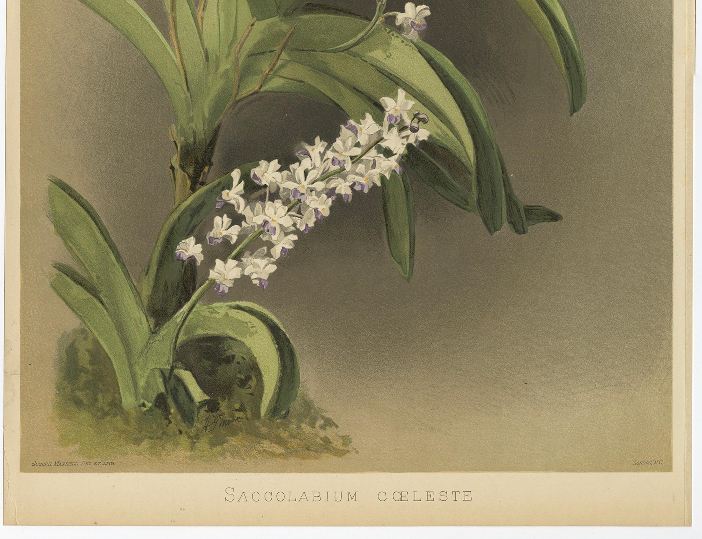 Antique Botanical Print – Lavender-White Orchid Saccolabium coeleste

Description:
A refined and richly detailed botanical print of 'Saccolabium coeleste', a delicate and highly ornamental orchid species, featured here in a large hand-colored