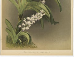 Antique Botanical Print – Lavender-White Orchid Saccolabium coeleste, ca.1888