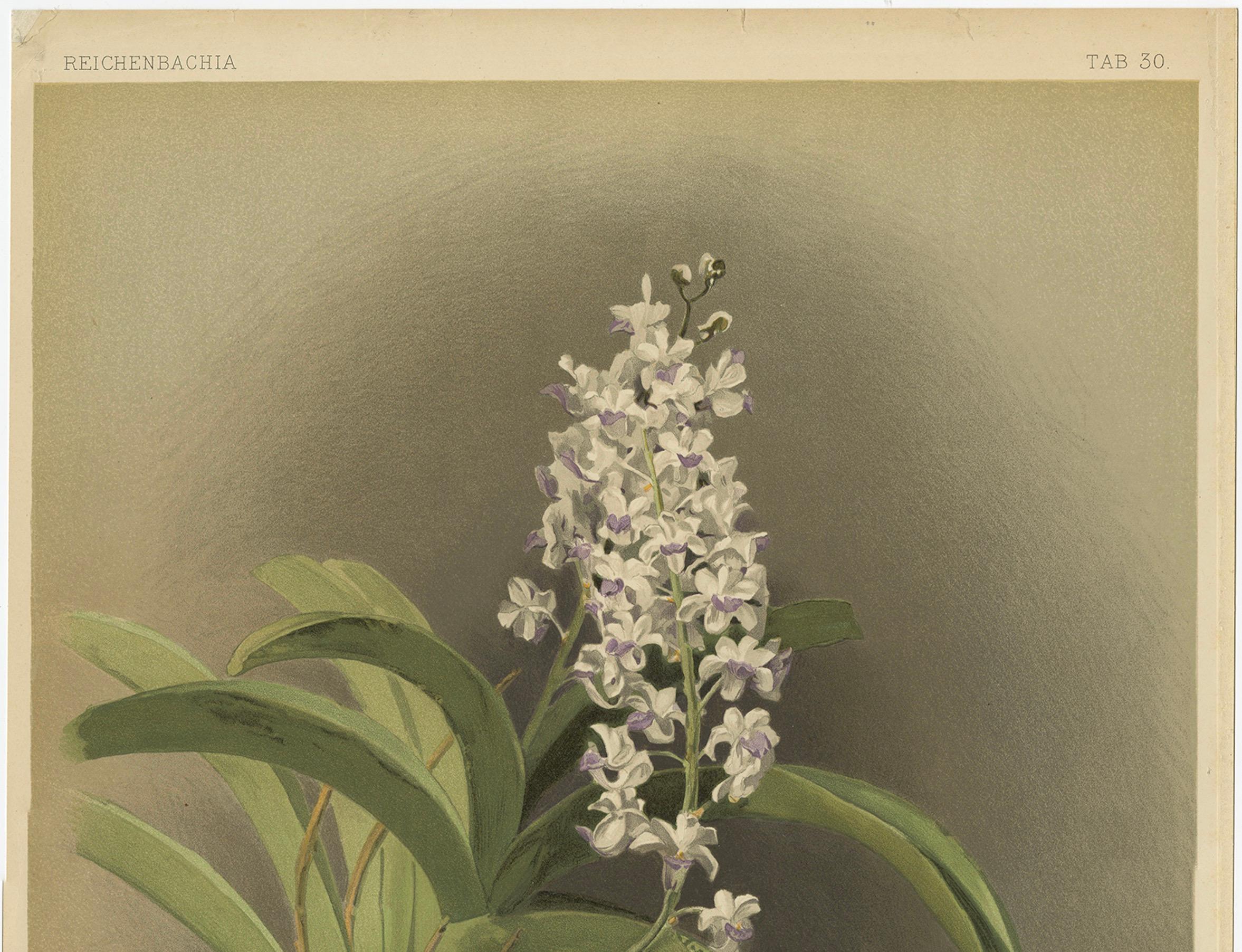 German Antique Botanical Print – Lavender-White Orchid Saccolabium coeleste, ca.1888 For Sale