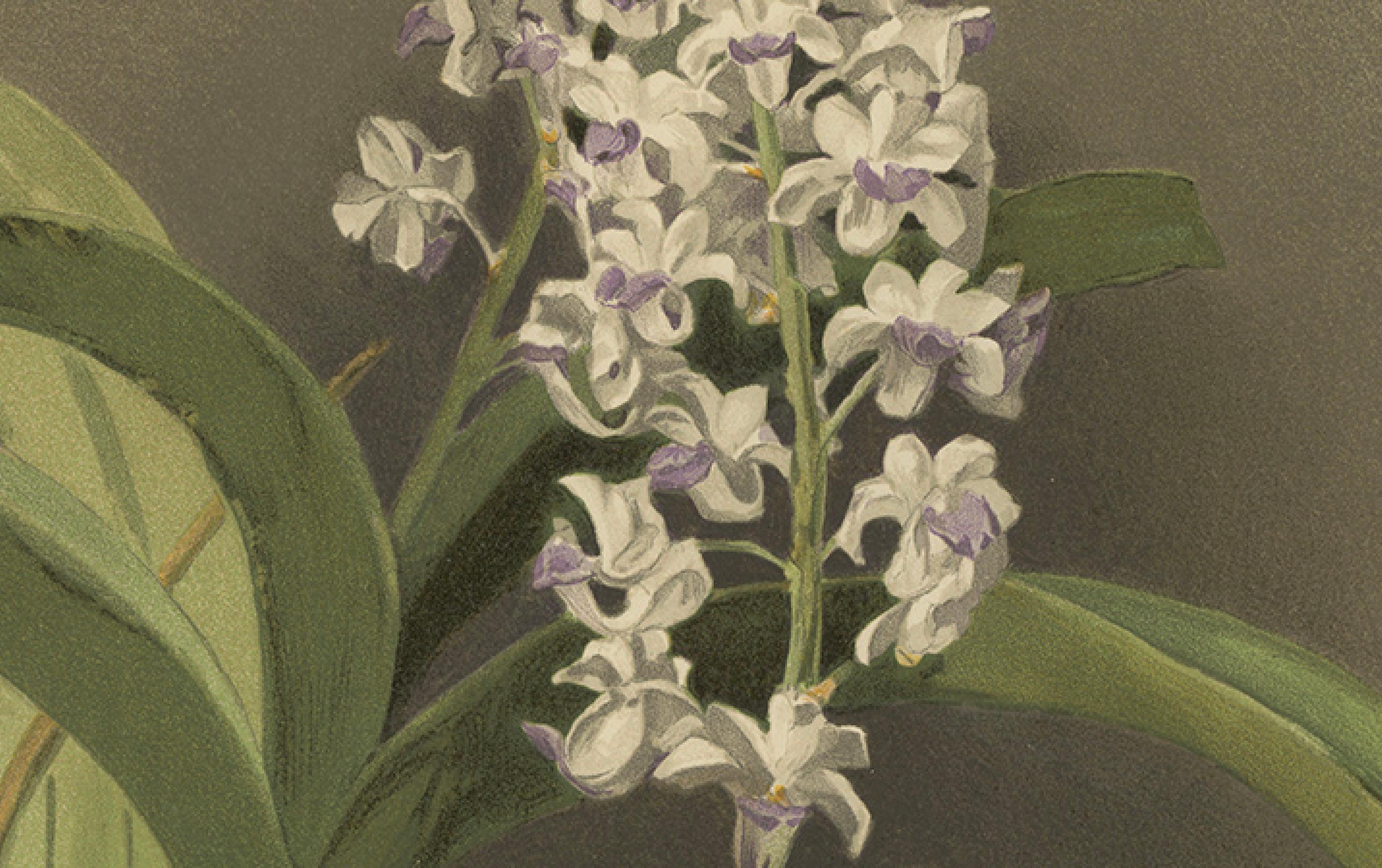 Antique Botanical Print – Lavender-White Orchid Saccolabium coeleste, ca.1888 In Good Condition For Sale In Langweer, NL