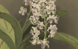 Antique Botanical Print, Lavender-White Orchid Saccolabium coeleste, ca.1888, view 4