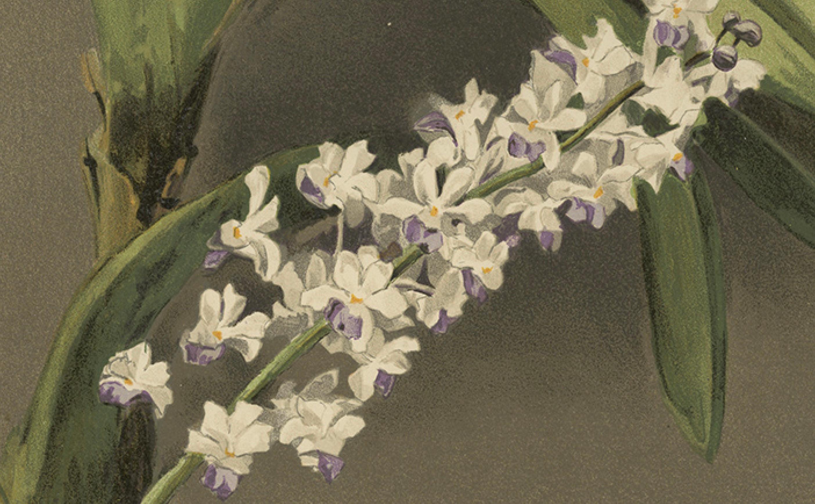 Late 19th Century Antique Botanical Print – Lavender-White Orchid Saccolabium coeleste, ca.1888 For Sale
