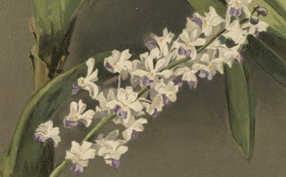 Antique Botanical Print, Lavender-White Orchid Saccolabium coeleste, ca.1888, view 5