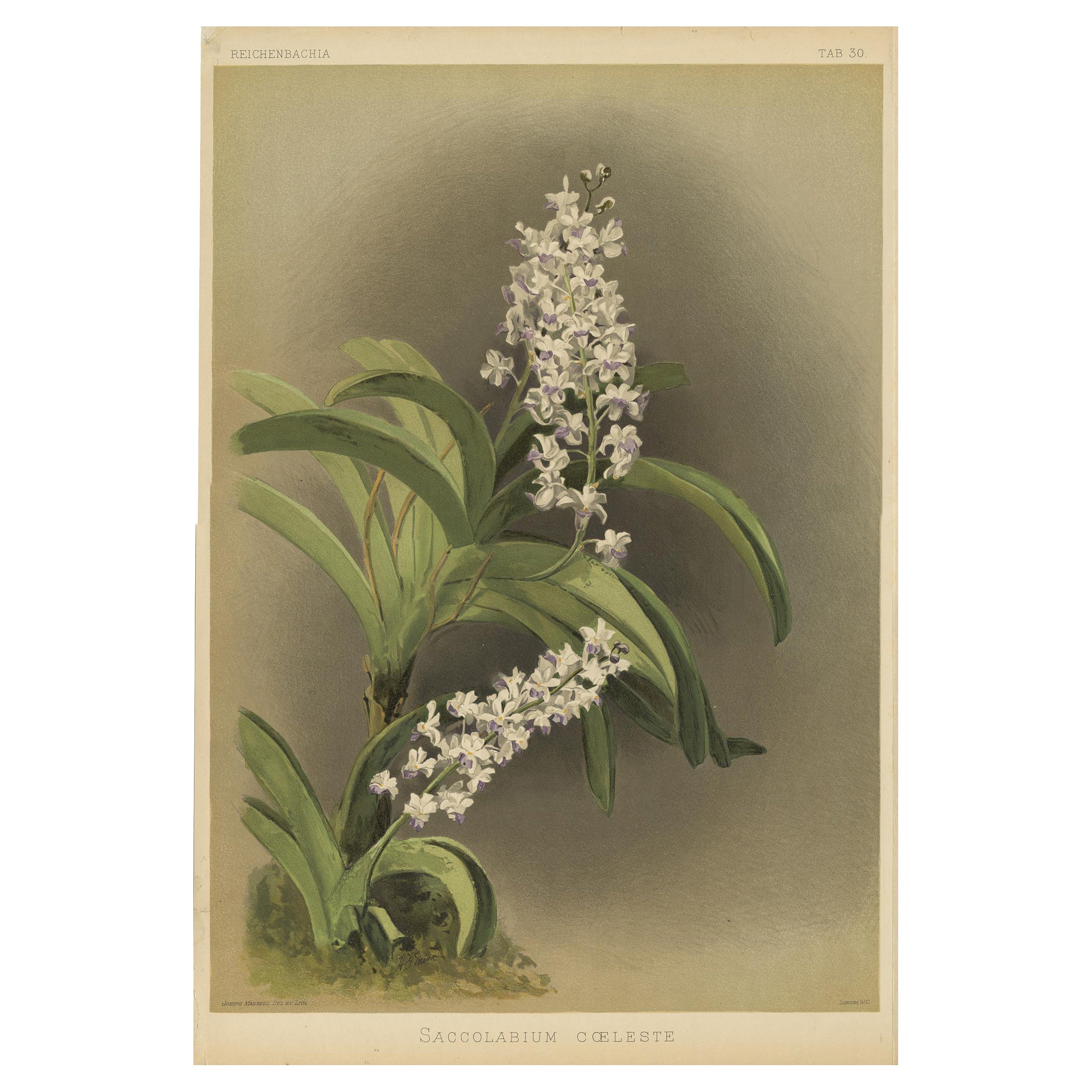Grabado Botánico Antiguo - Orquídea Lavanda-Blanca Saccolabium coeleste, ca.1888