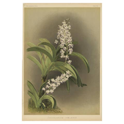Antique Botanical Print – Lavender-White Orchid Saccolabium coeleste, ca.1888