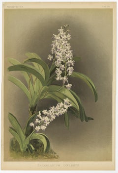 Stampa botanica antica - Orchidea Saccolabium coeleste bianco-lavanda, 1888 ca.