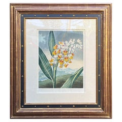 Antique Botanical Print, Nodding Renealmia by Dr. Thornton, Robert John