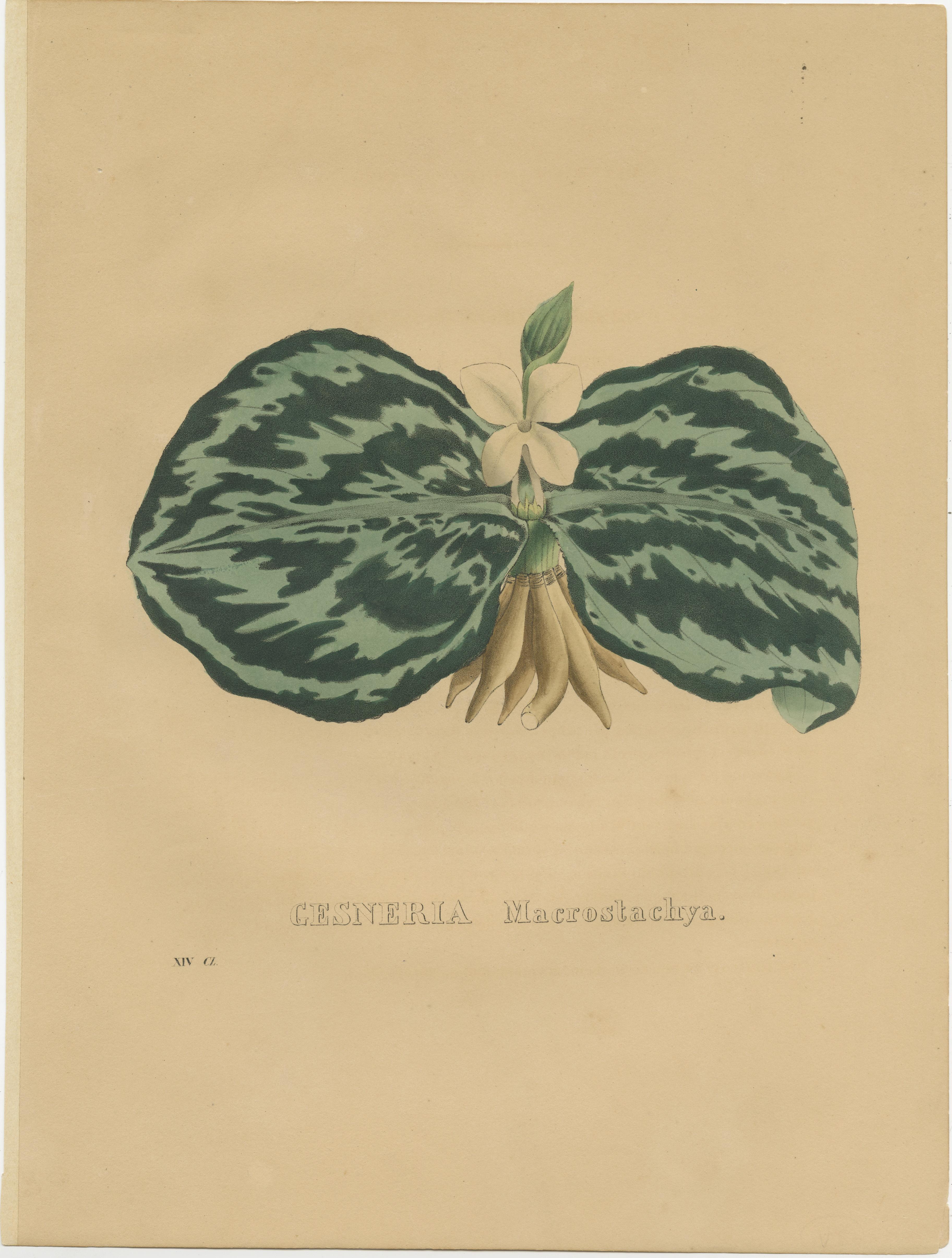 Gravure botanique ancienne intitulée 'Gesneria Macrostachya'. Impression originale ancienne d'une espèce de gesneria. Cette impression provient du 