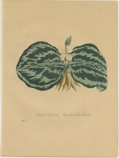 Antique Botanical Print of a Gesneria species