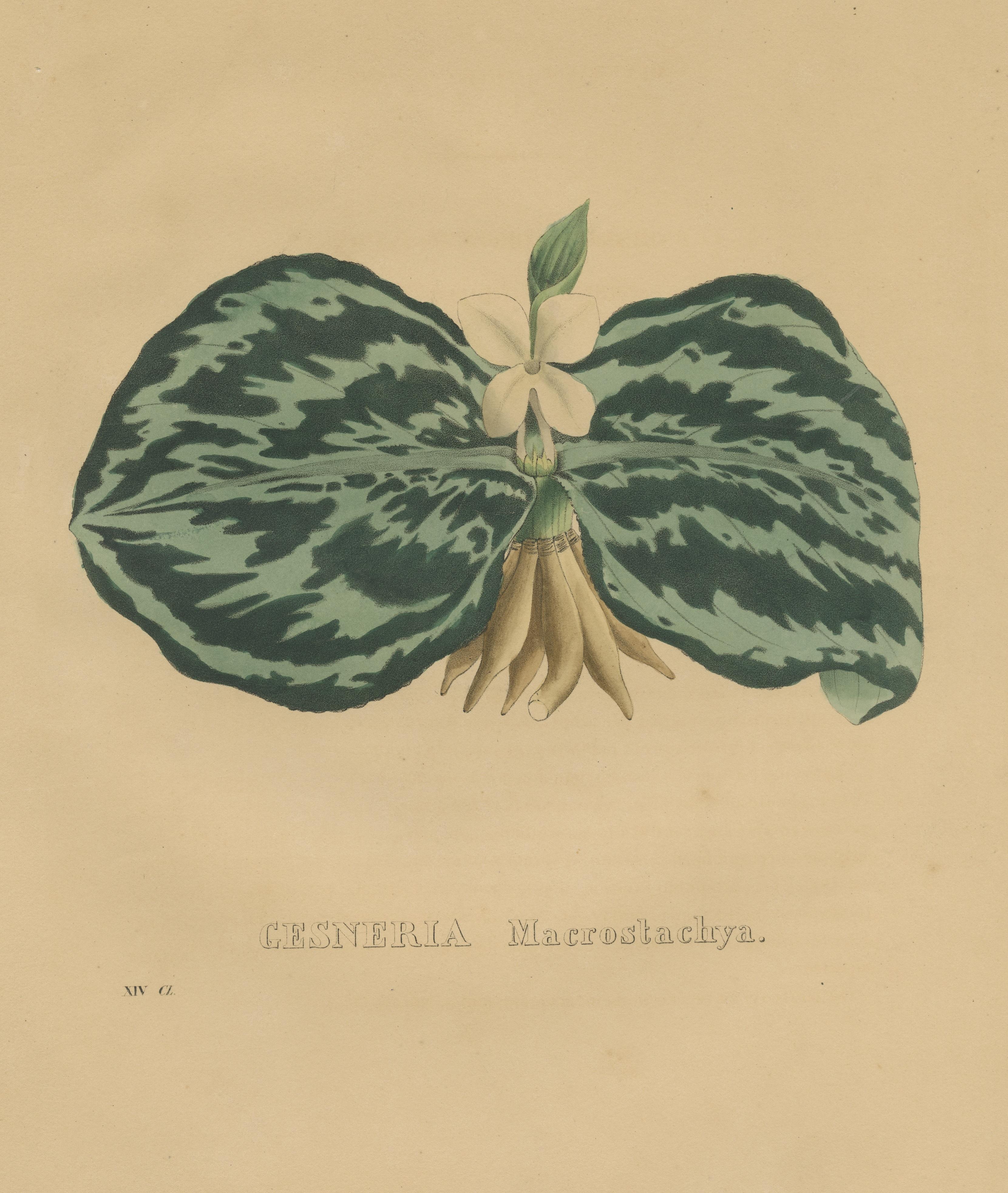 Antique Botanical Print of a Gesneria species In Fair Condition For Sale In Langweer, NL