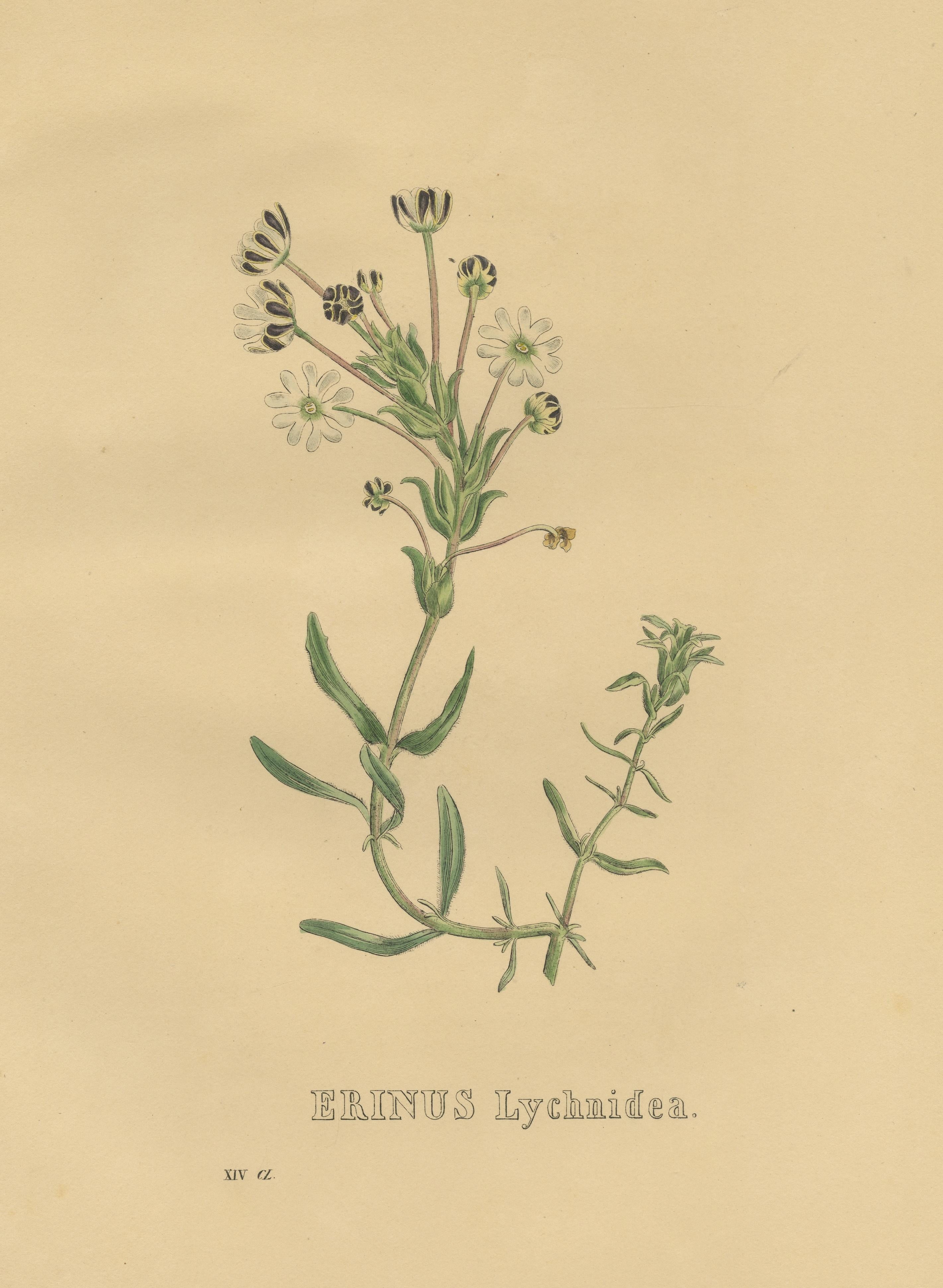 Antique Botanical Print of a Sutera Plant In Fair Condition For Sale In Langweer, NL