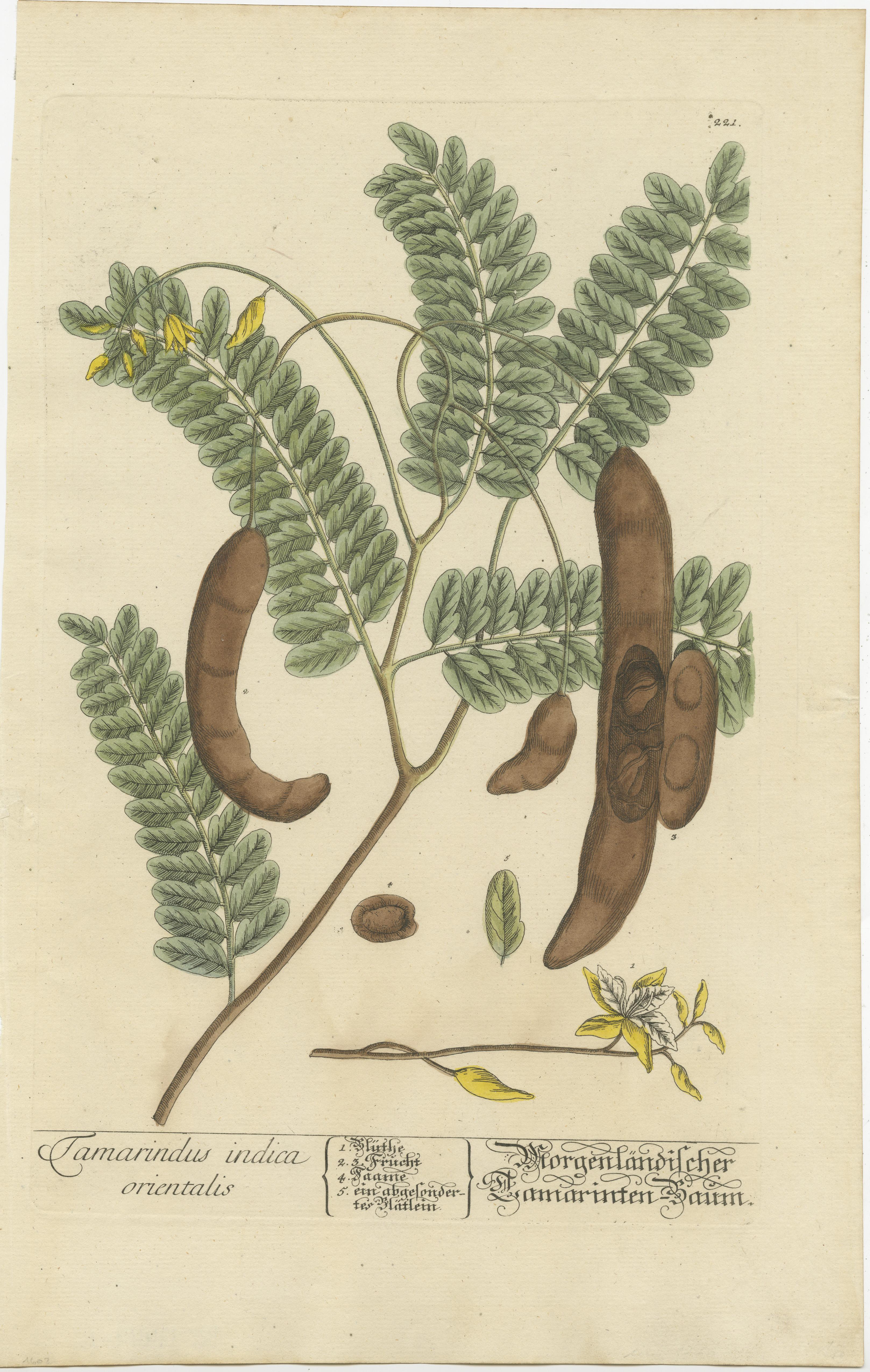 Antique print titled 'Tamarindus indica orientalis'. Botanical print of tamarind, a leguminous tree bearing edible fruit that is indigenous to tropical Africa and naturalized in Asia. Published by or after Elisabeth Blackwell, circa 1750. 