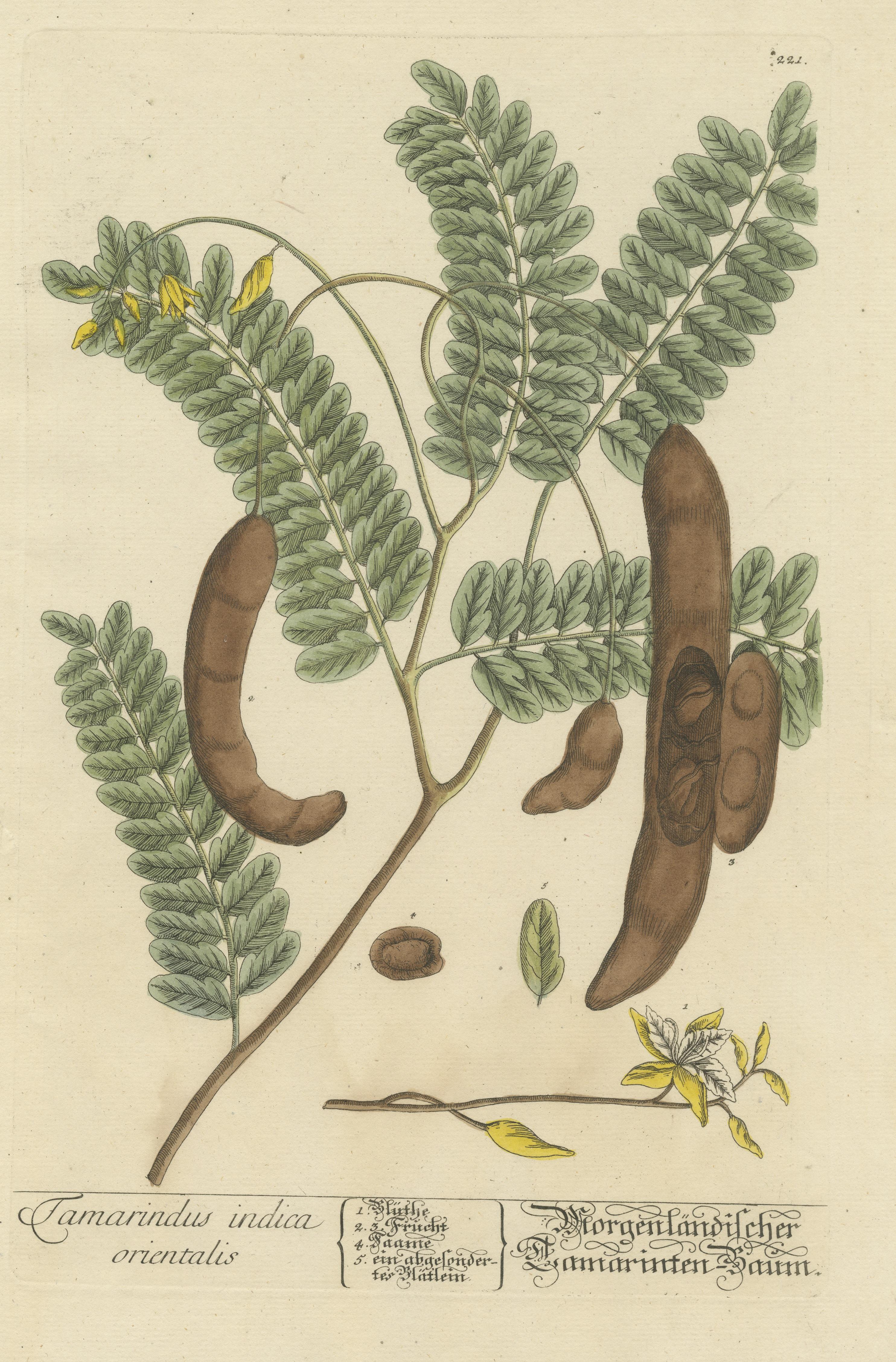 Antique Botanical Print of a Tamarind Tree In Good Condition For Sale In Langweer, NL