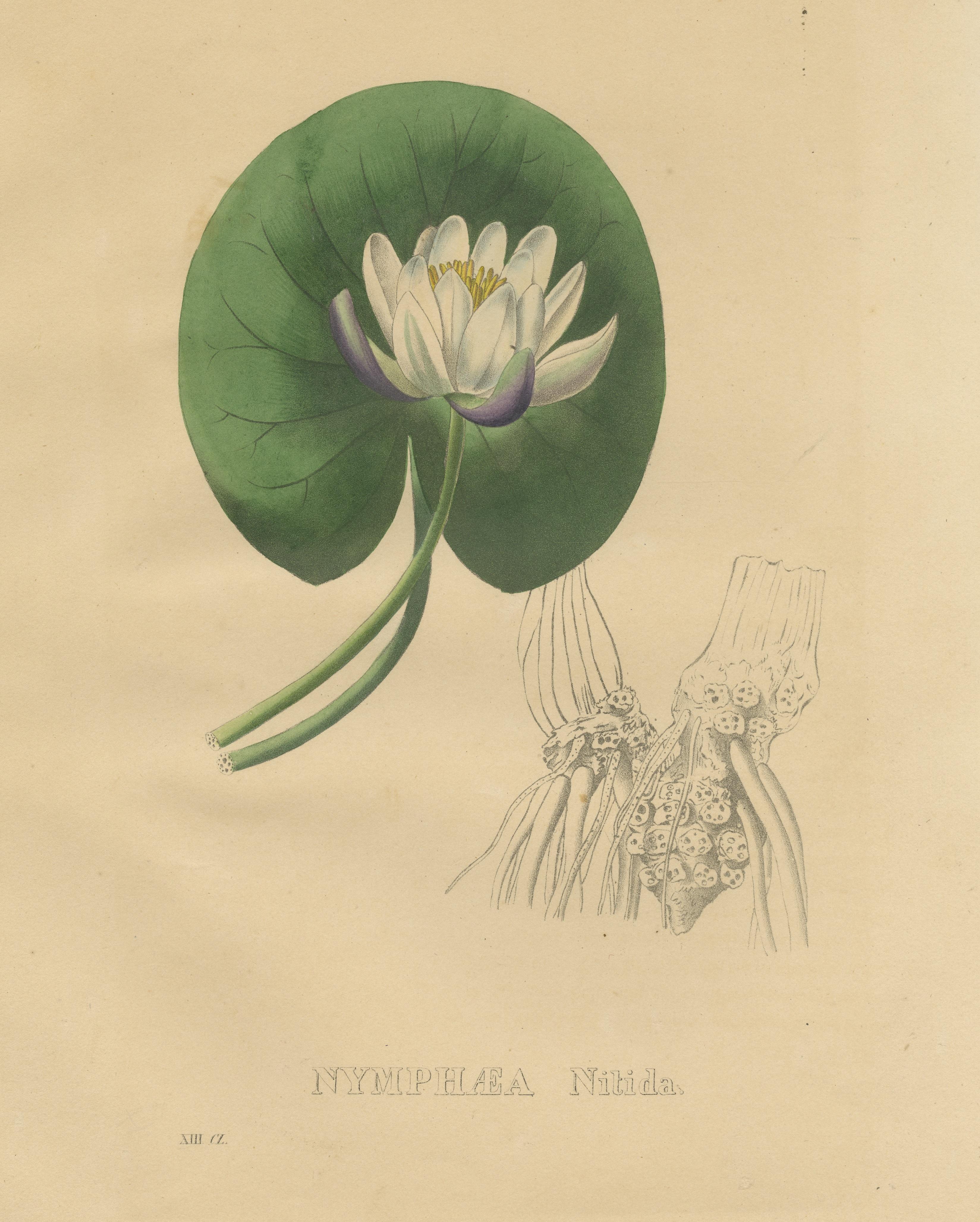 Antique Botanical Print of a Water Lily In Fair Condition In Langweer, NL