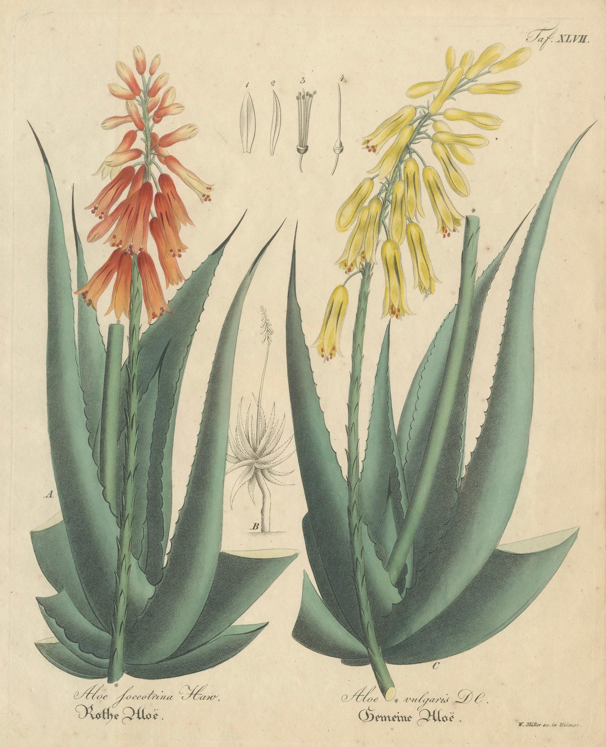 Antique Botanical Print of Aloe Socotrina & Aloe Vulgaris, c.1831