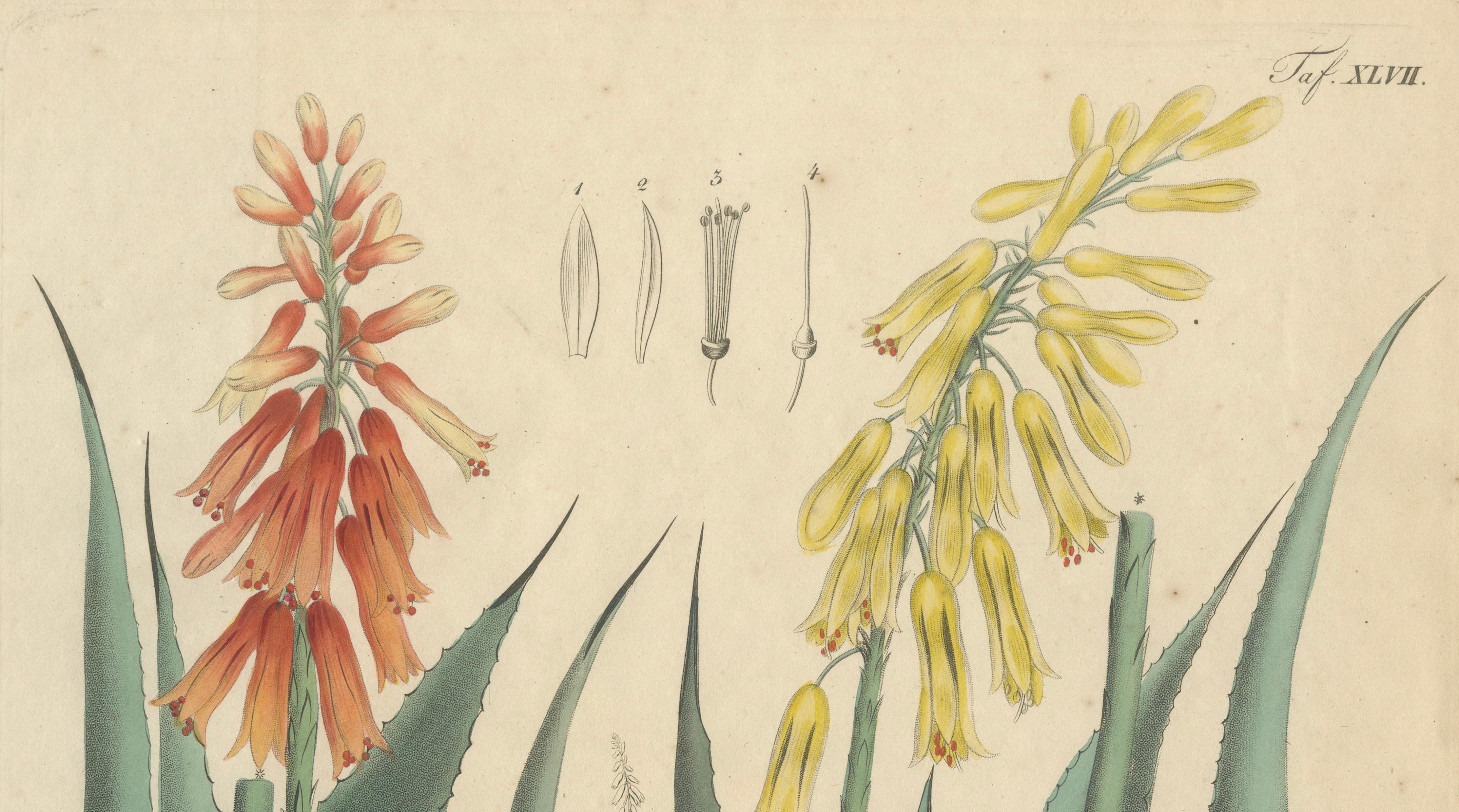 Antique Botanical Print of Aloe Socotrina & Aloe Vulgaris, c.1831